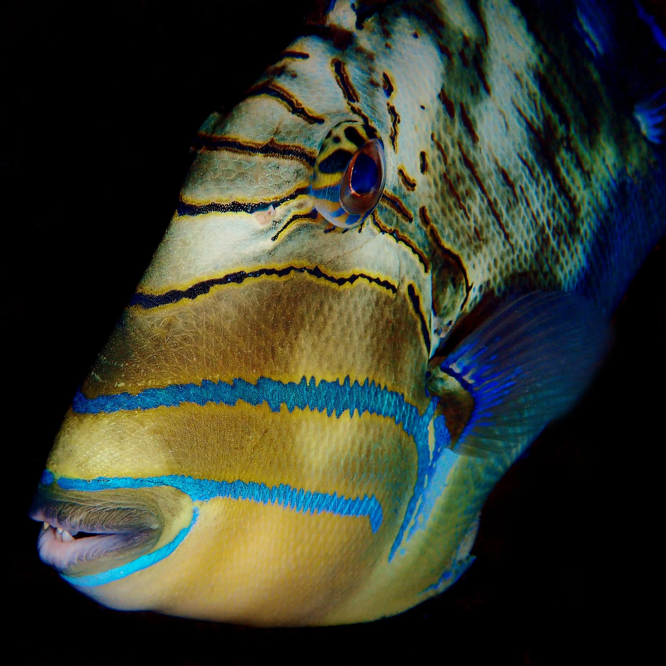 A queen triggerfish ( Balistes vetula ).