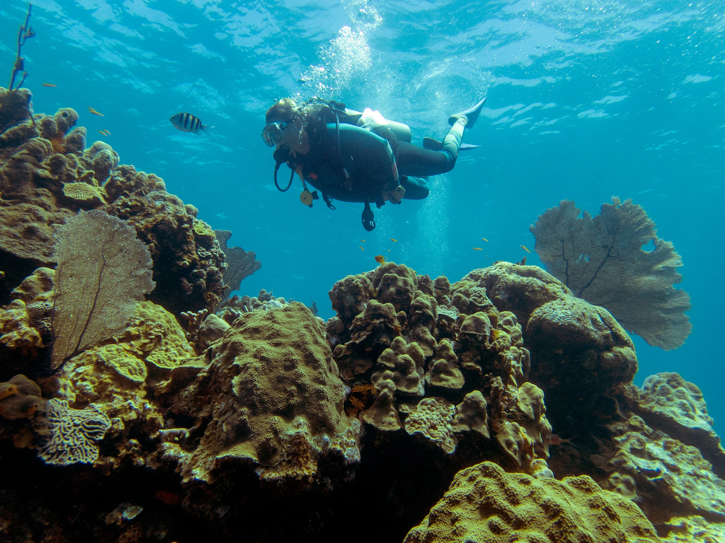 A diver swims over a reef of mainly mountainous star coral ( Orbicella faveolata ) near Eleuthera.