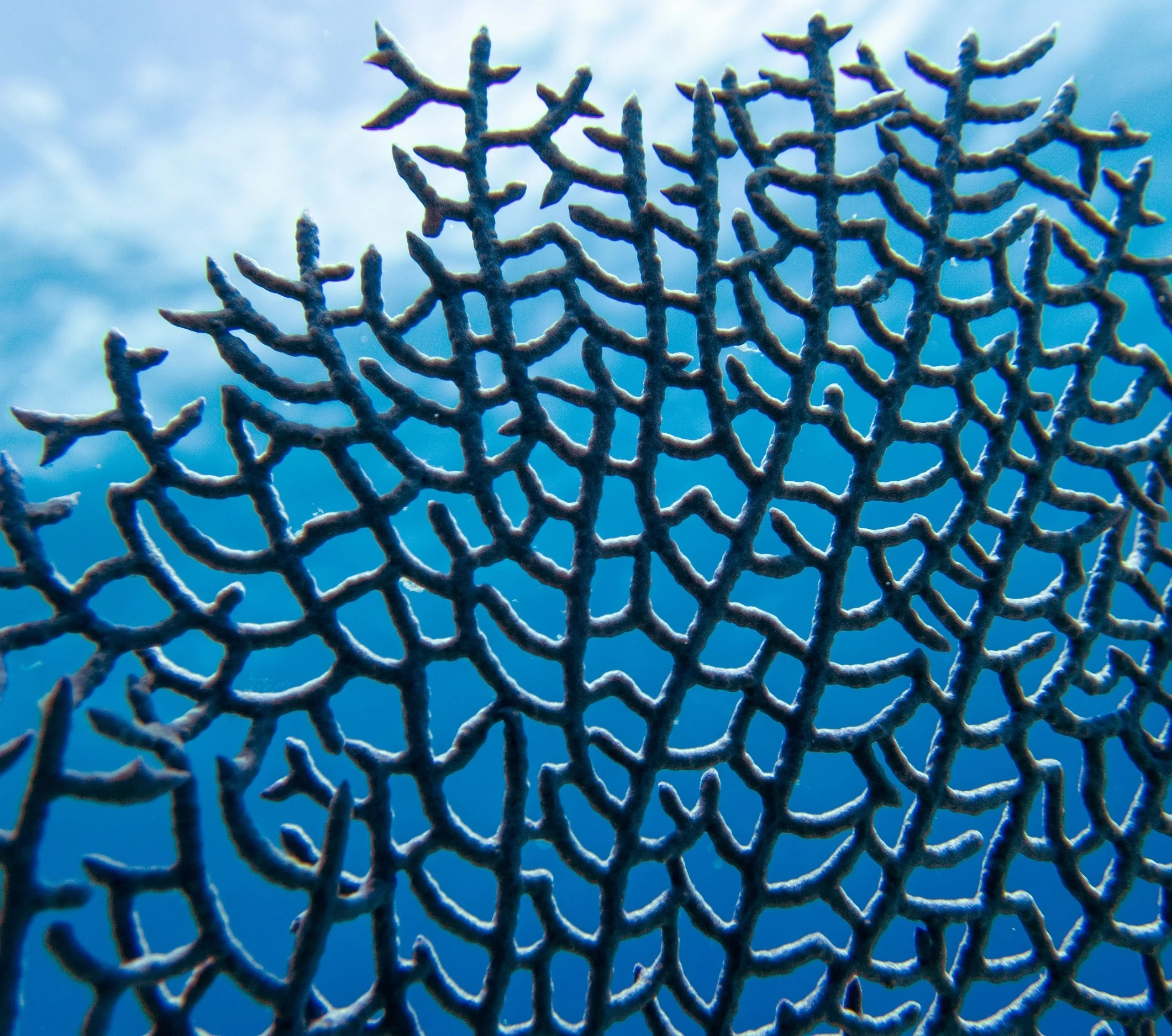 Intricate details of a sea fan ( Gorgonia ventalina ) near Eleuthera.