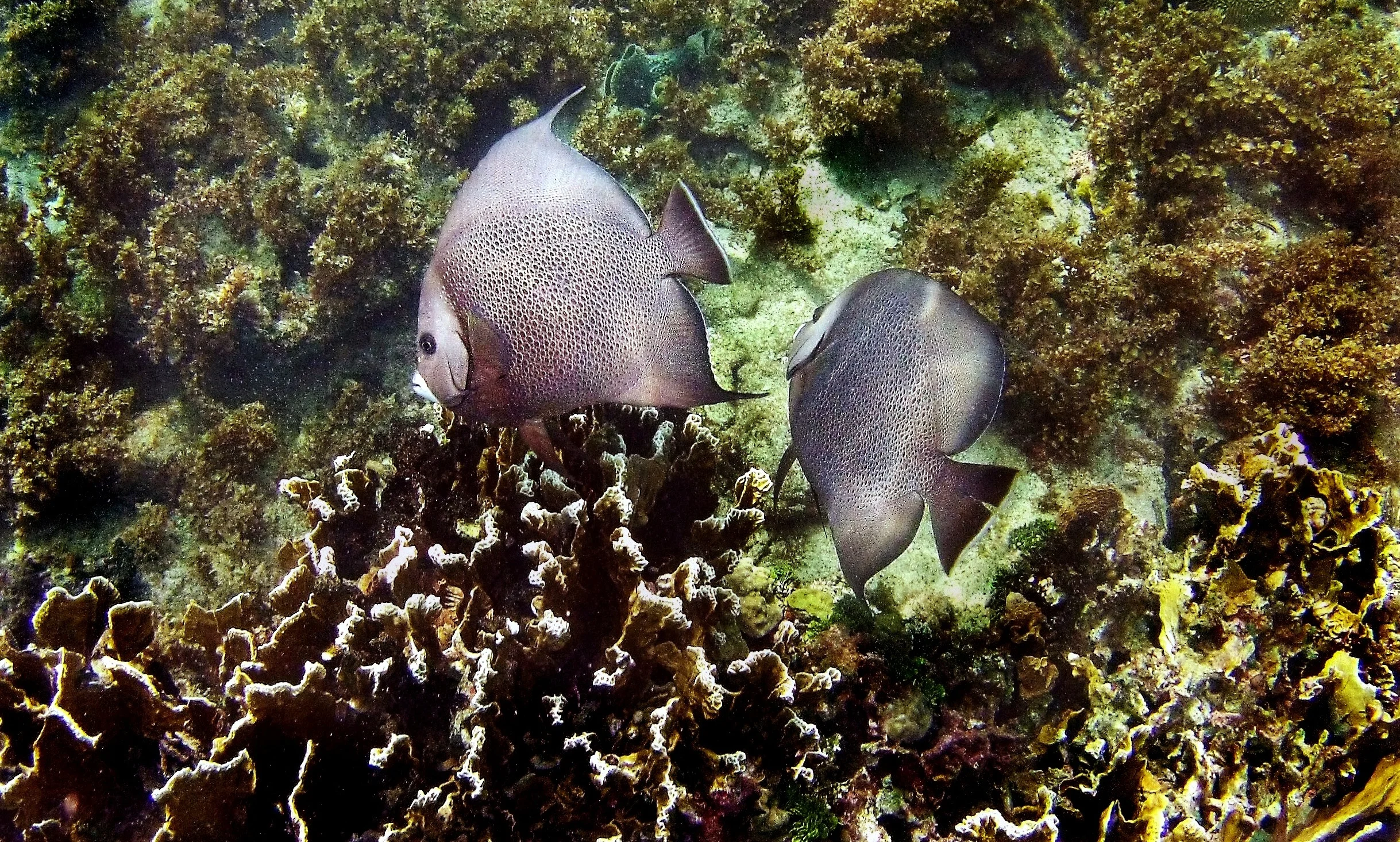Two grey angelfish ( Pomacanthus arcuatus ) swim above a patch of fire coral.