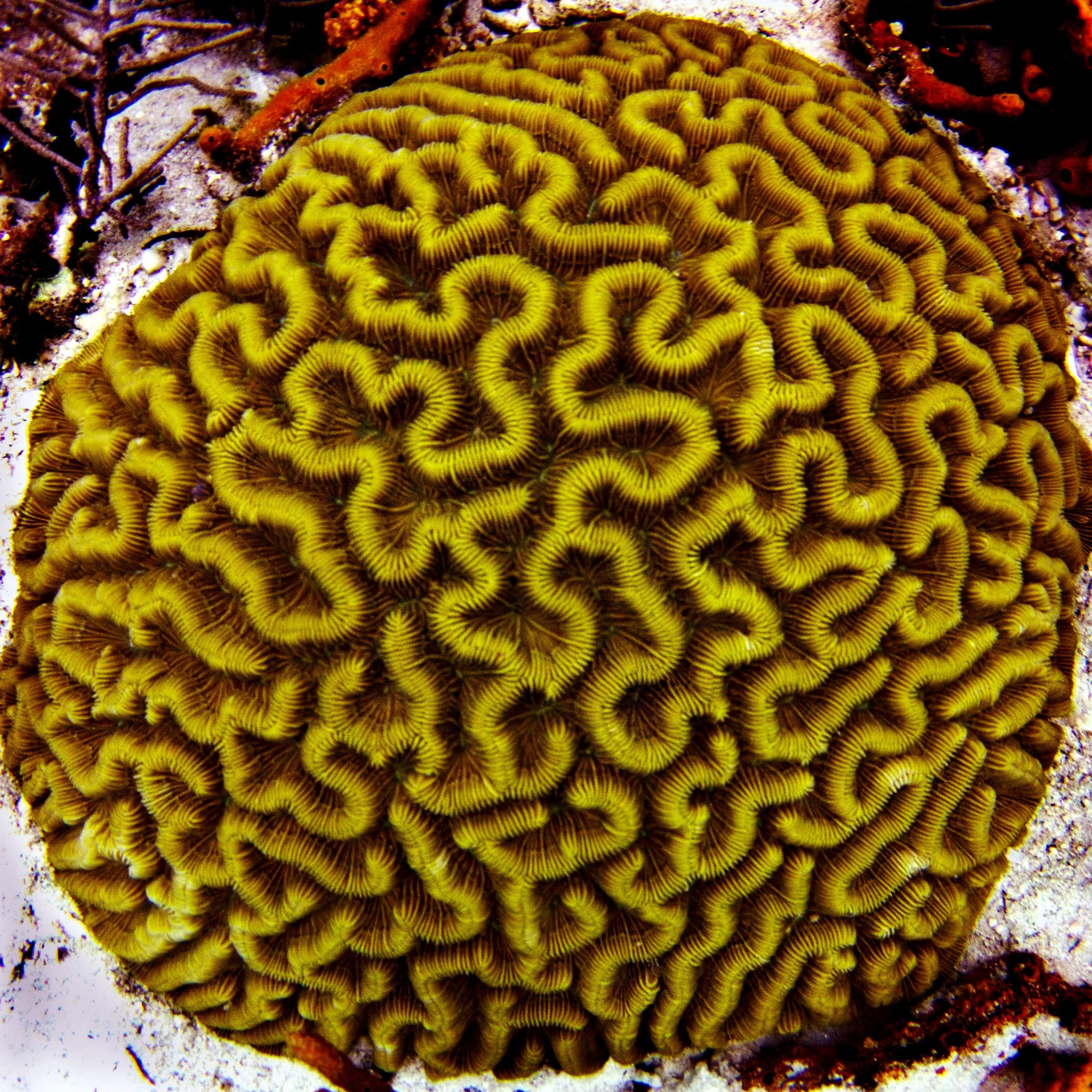 Colpophyllia natans, also known as the boulder brain coral.