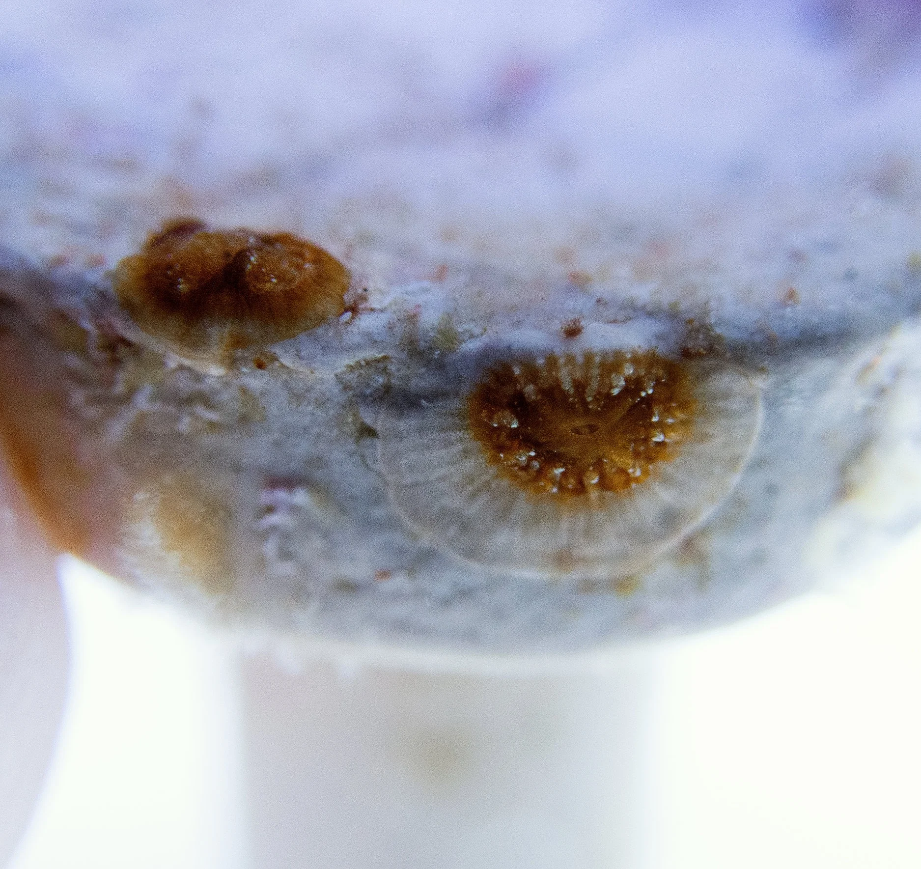 5-month-old Orbicella faveolata recruits from Eleuthera in the Bahamas. The polyp in the foreground is growing quickly and recently laid down new tissue and skeleton - so new, it hasn’t acquired symbionts yet! That’s why it is clear/white, while the rest of the polyp is brown.
