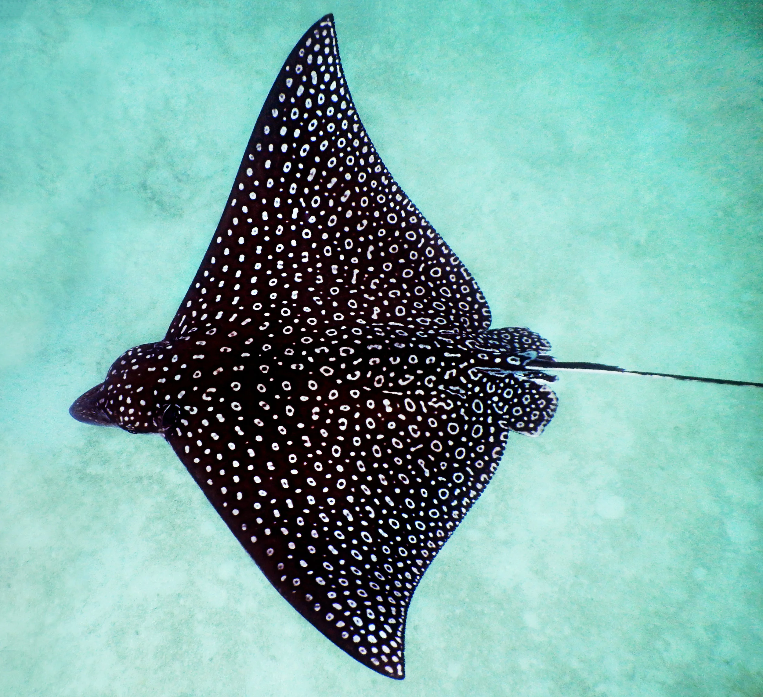 A spotted eagle ray ( Aetobatus narinari ) cruises over the sand in John Pennekamp Coral Reef State Park off Key Largo, FL.