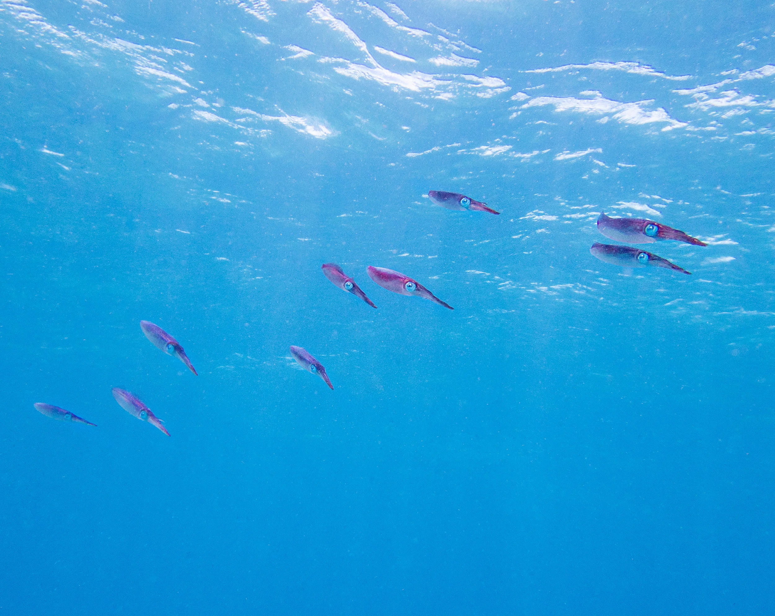 Caribbean reef squid ( Sepioteuthis sepioidea )