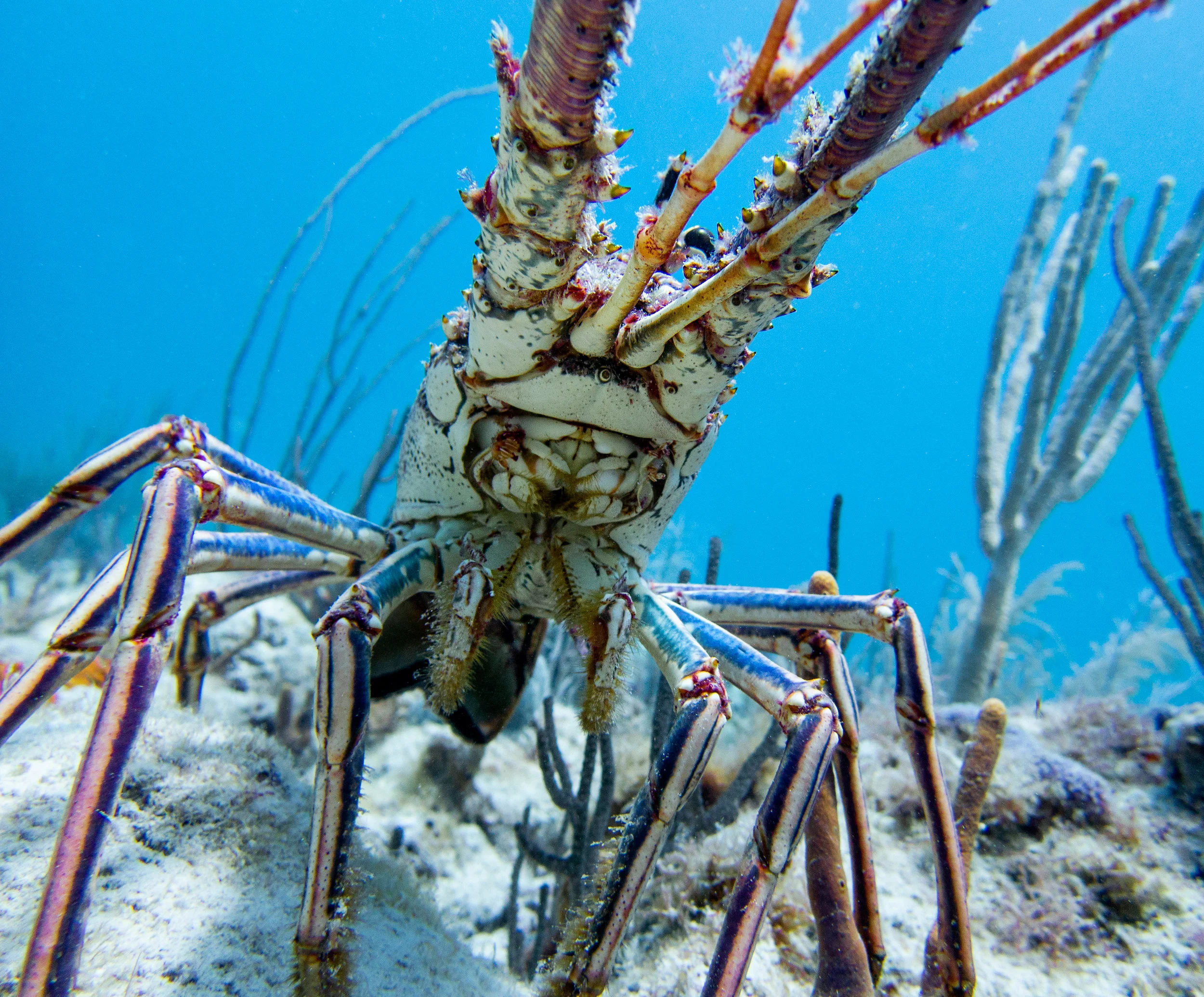 Caribbean spiny lobster ( Panulirus argus )