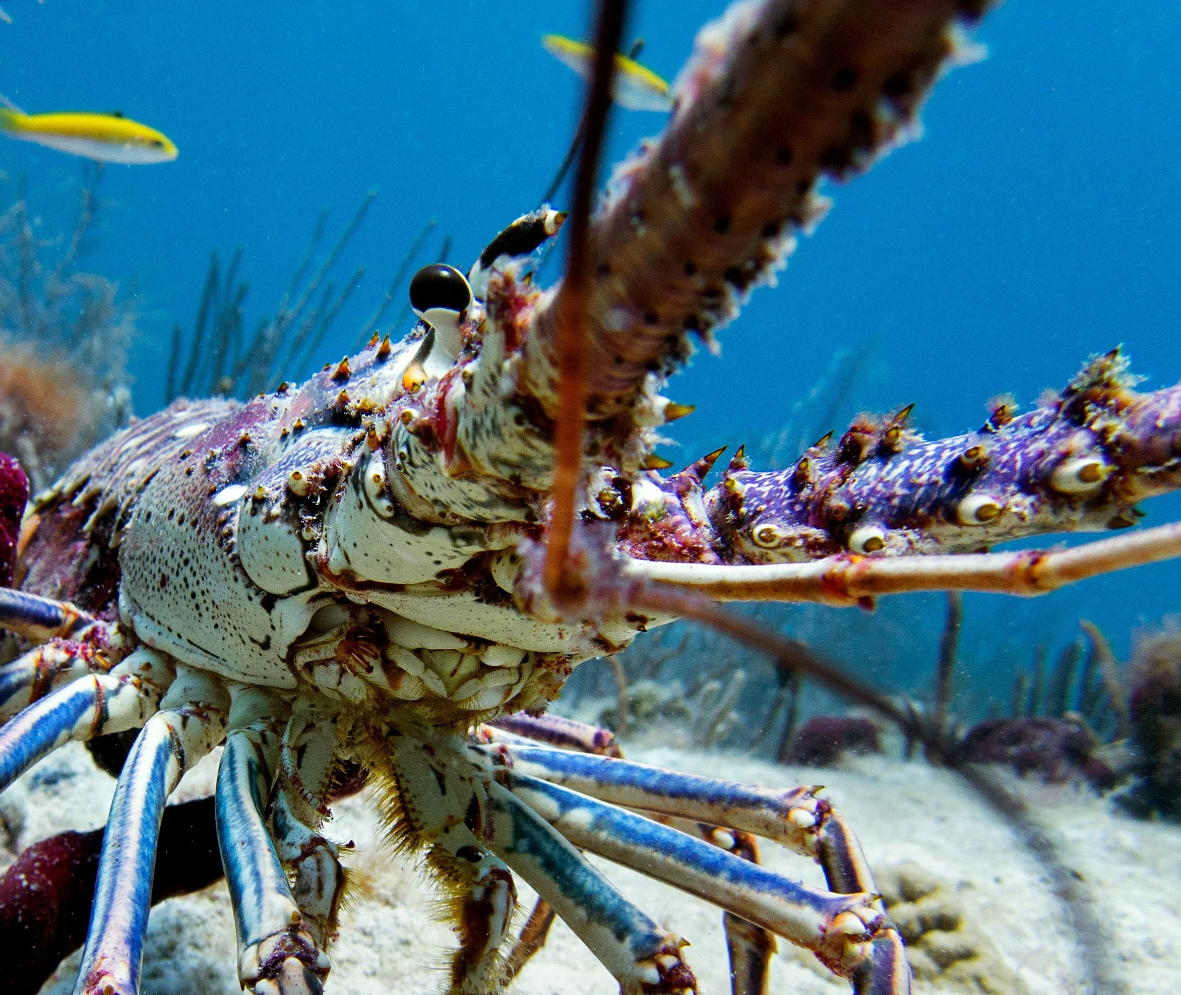 Caribbean spiny lobster ( Panulirus argus )