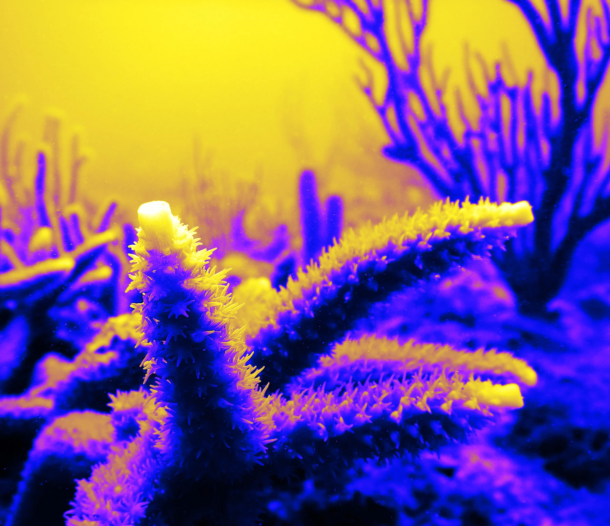 Acerv_polyps.jpg