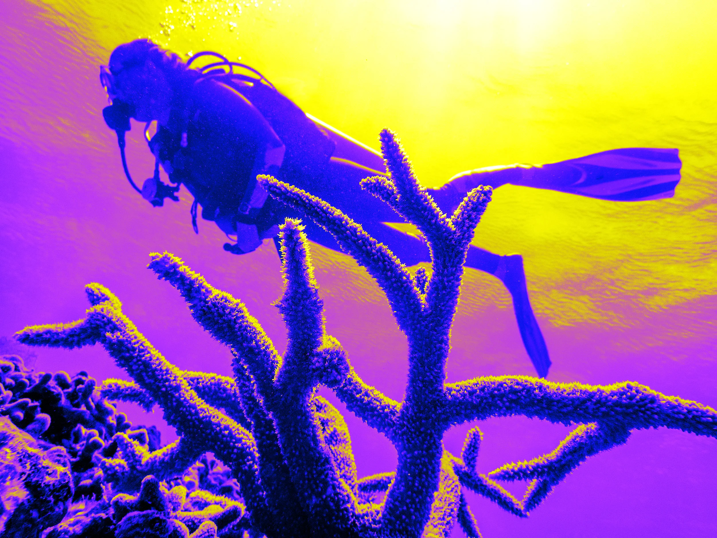 Acerv_diver1.jpg