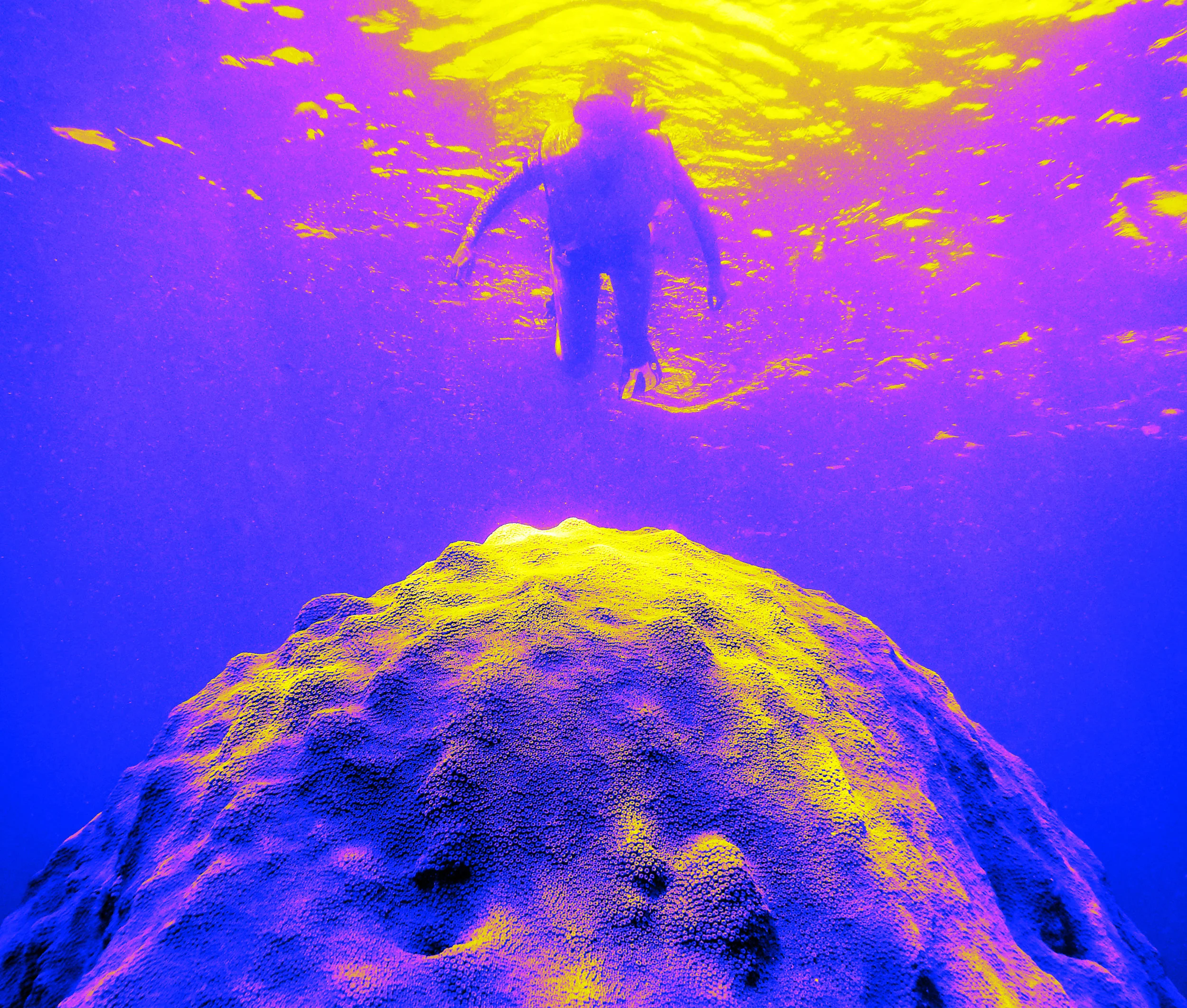 ariadne_coral.jpg