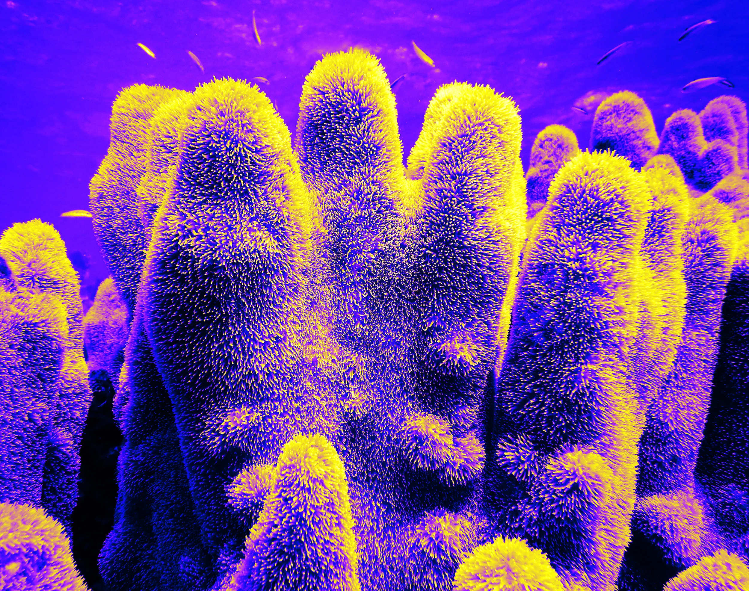 dendro_fuzzy1.jpg