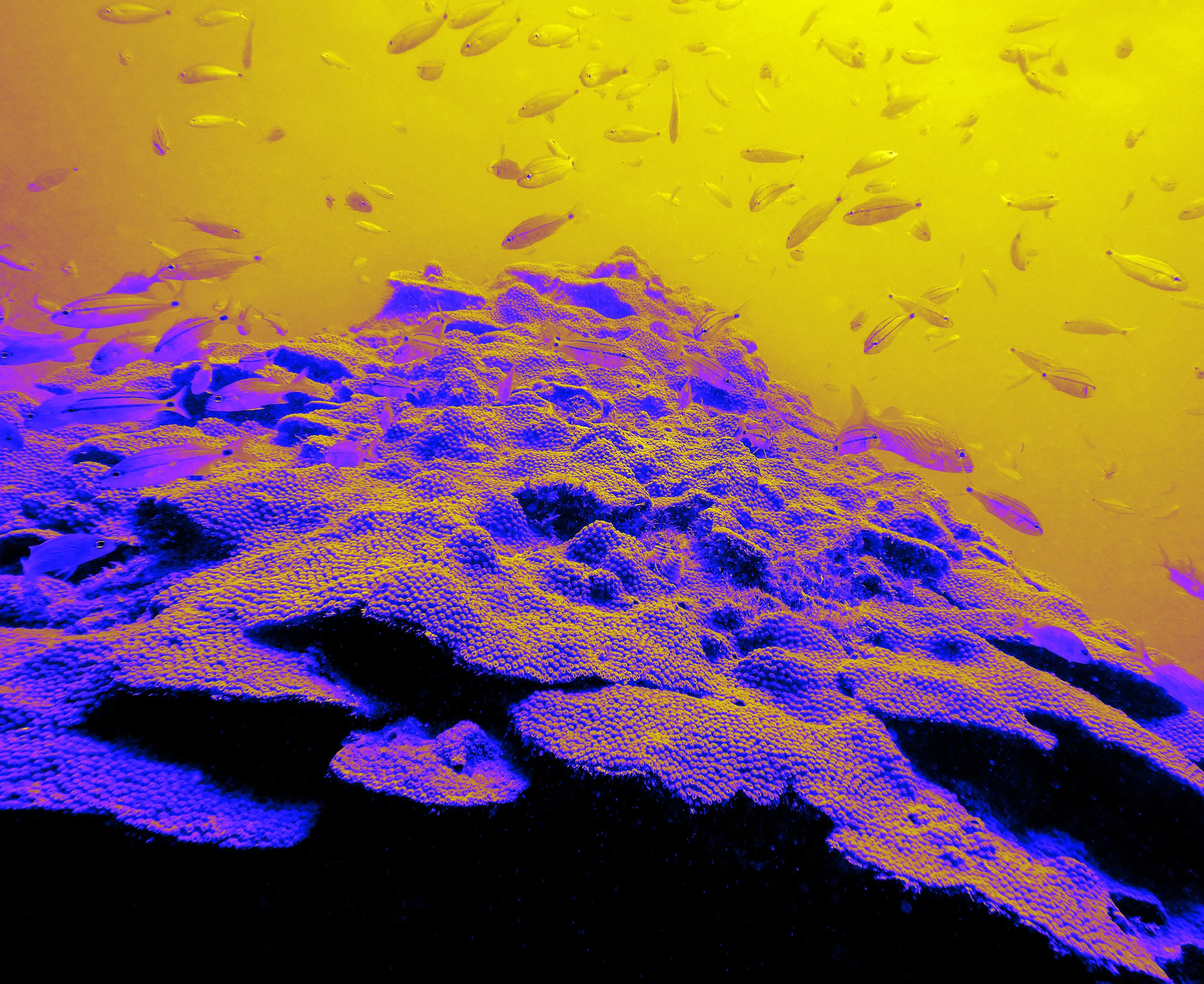 Orb_fish1.jpg