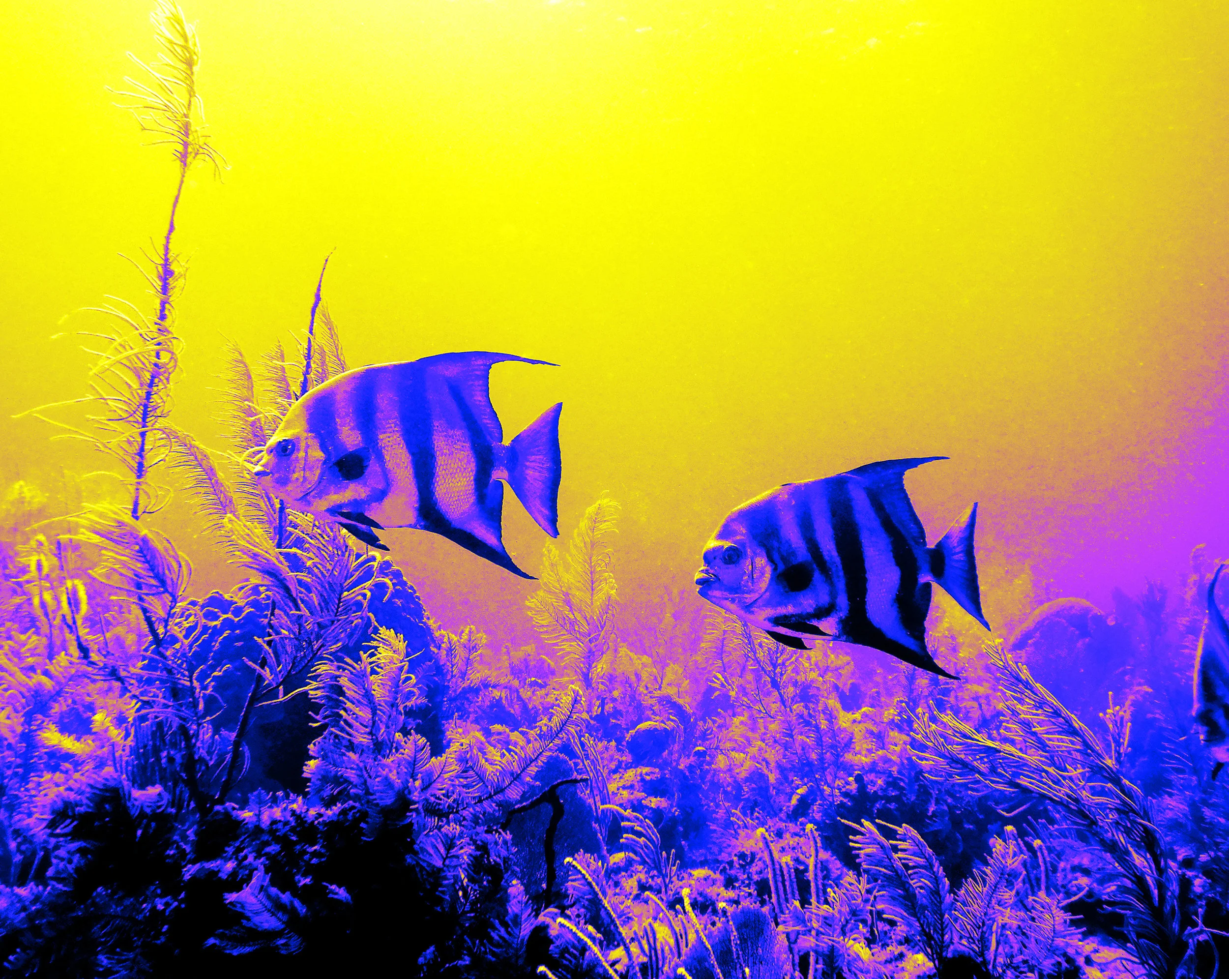 spadefish2.jpg