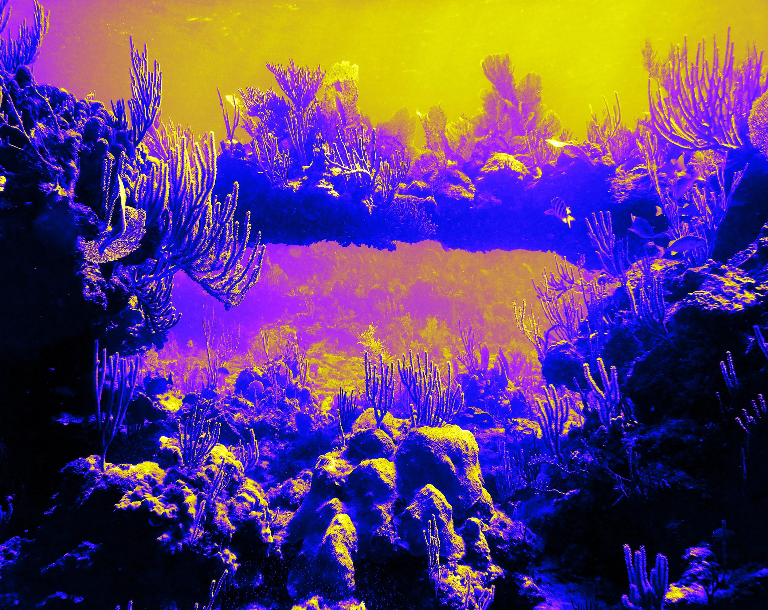swim_through_reef.jpg