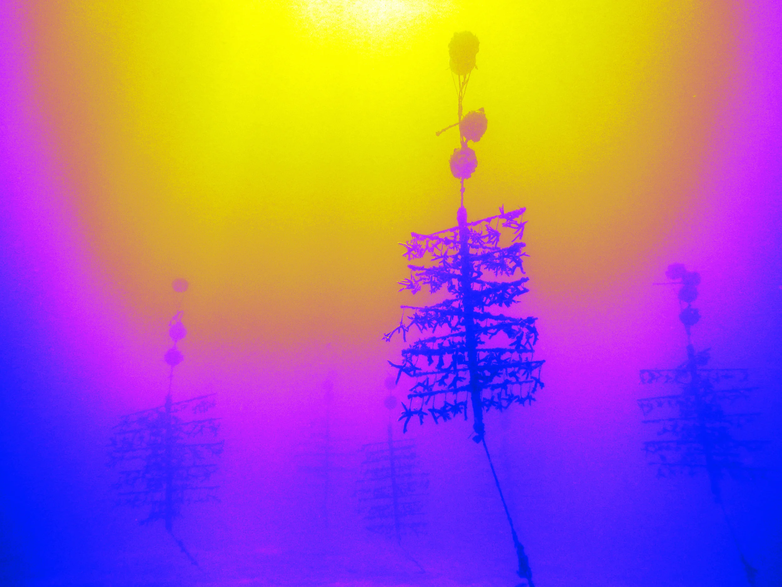 tree_silhouettes.jpg