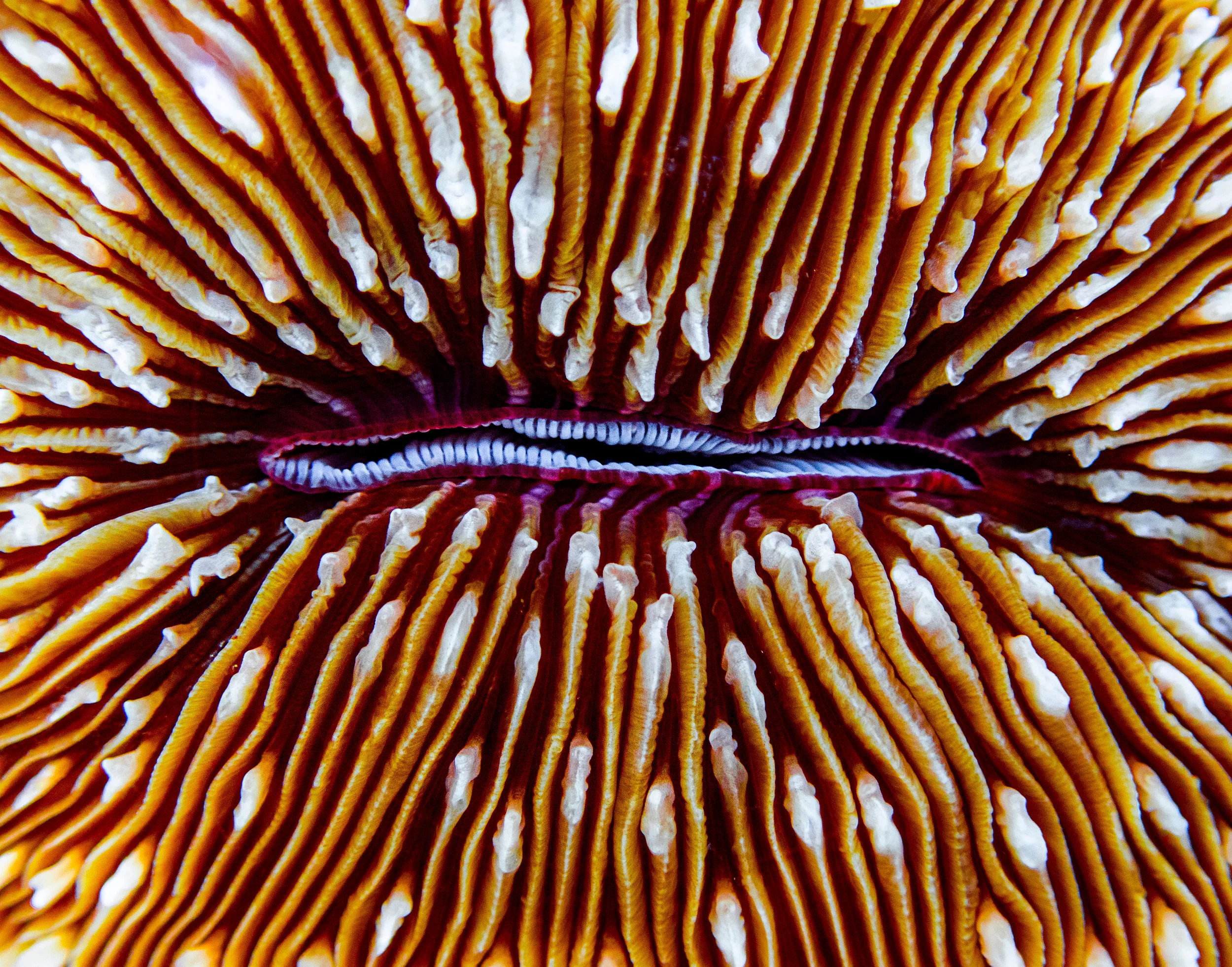 Lobactis scutaria (mushroom coral)