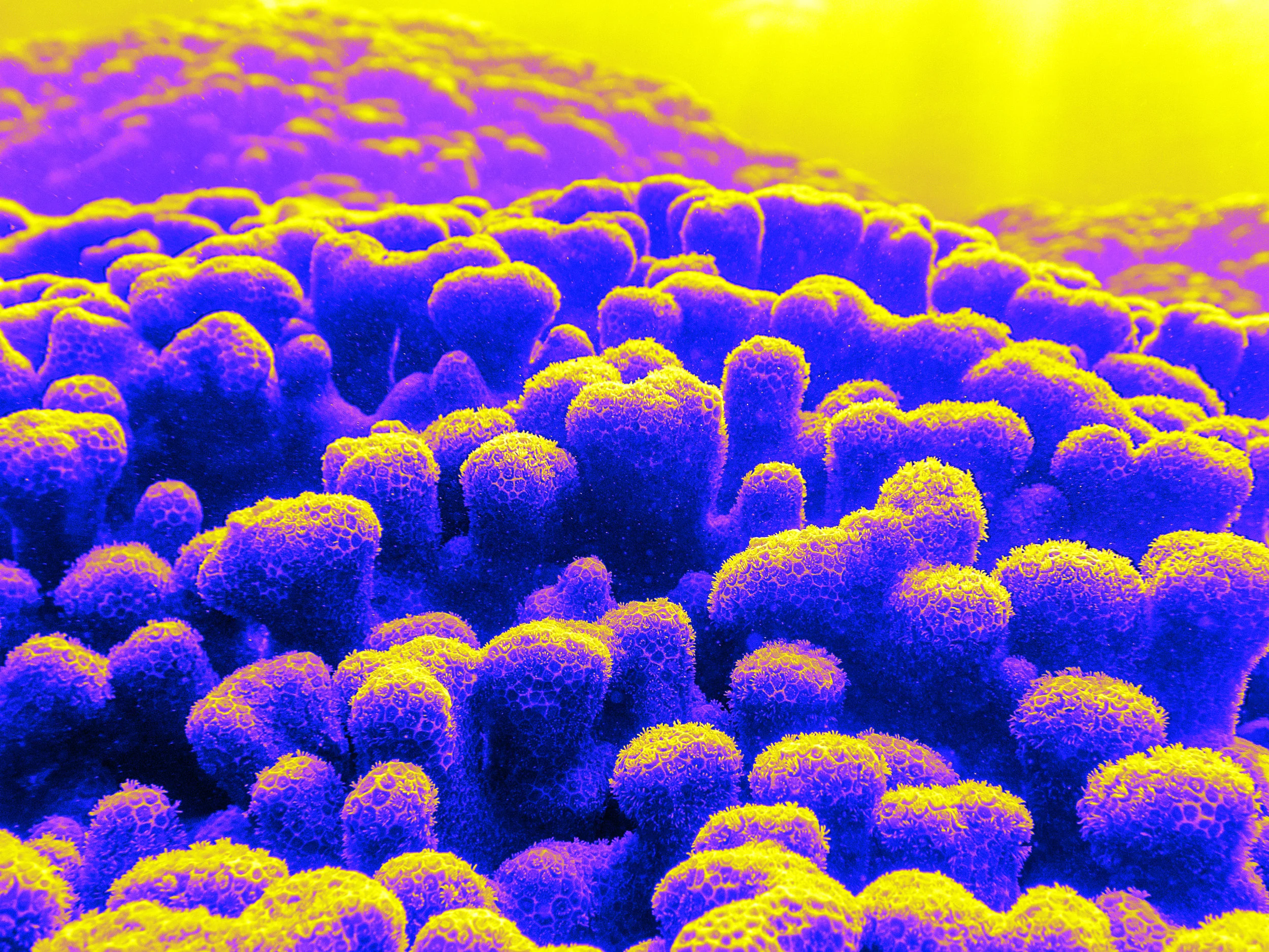 pocillopora2.jpg