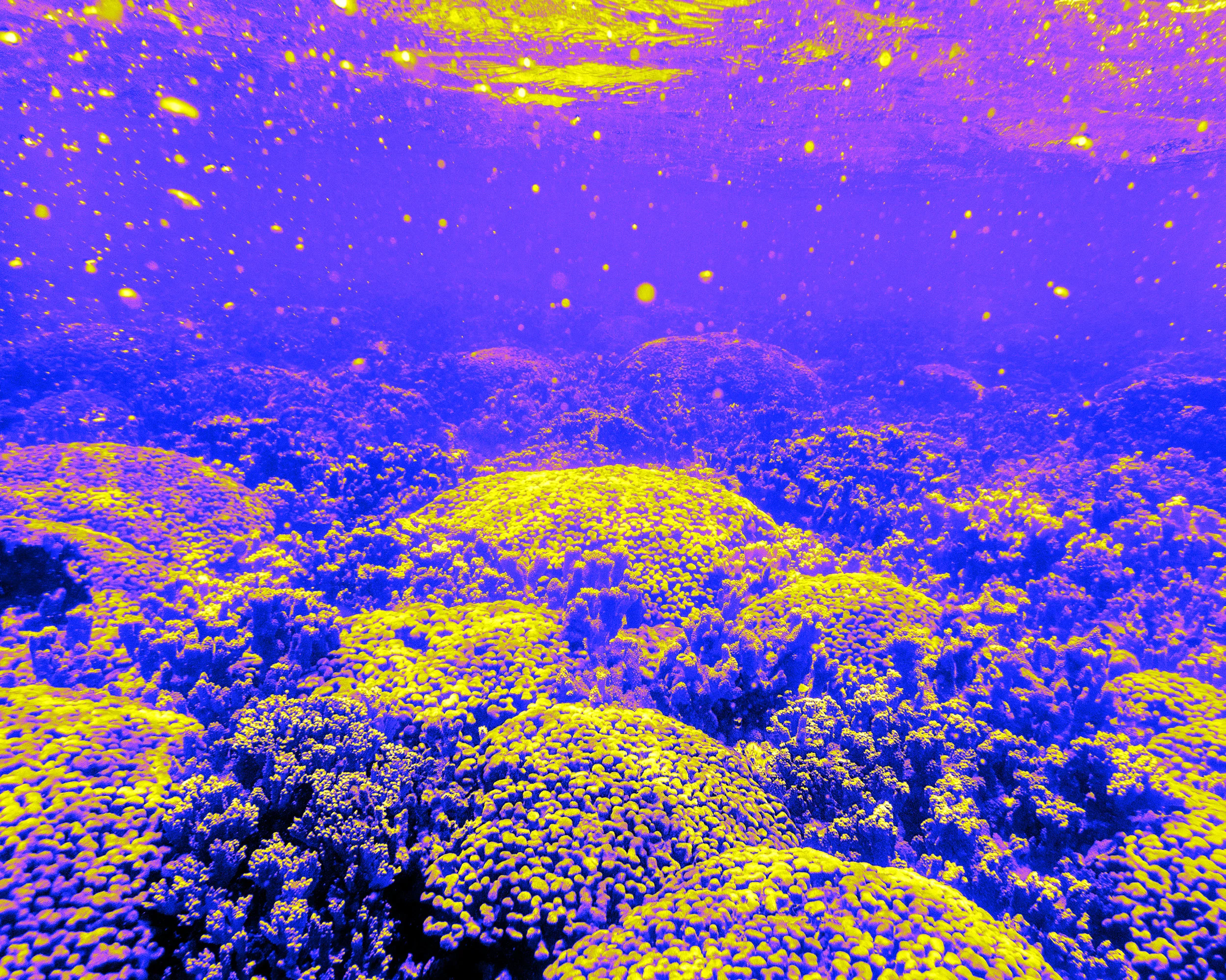 reef11_1.jpg