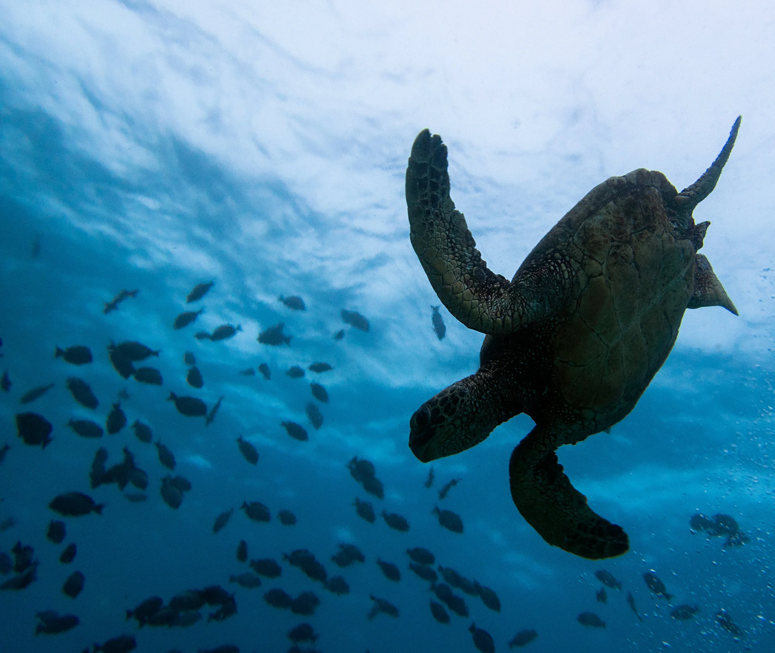 turt_silhouette2.jpg