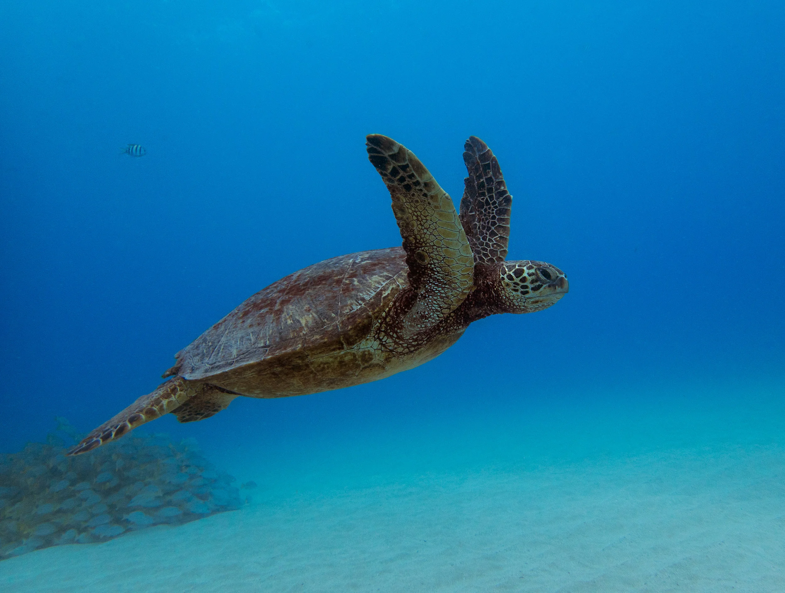 turt_swimmin2.jpg