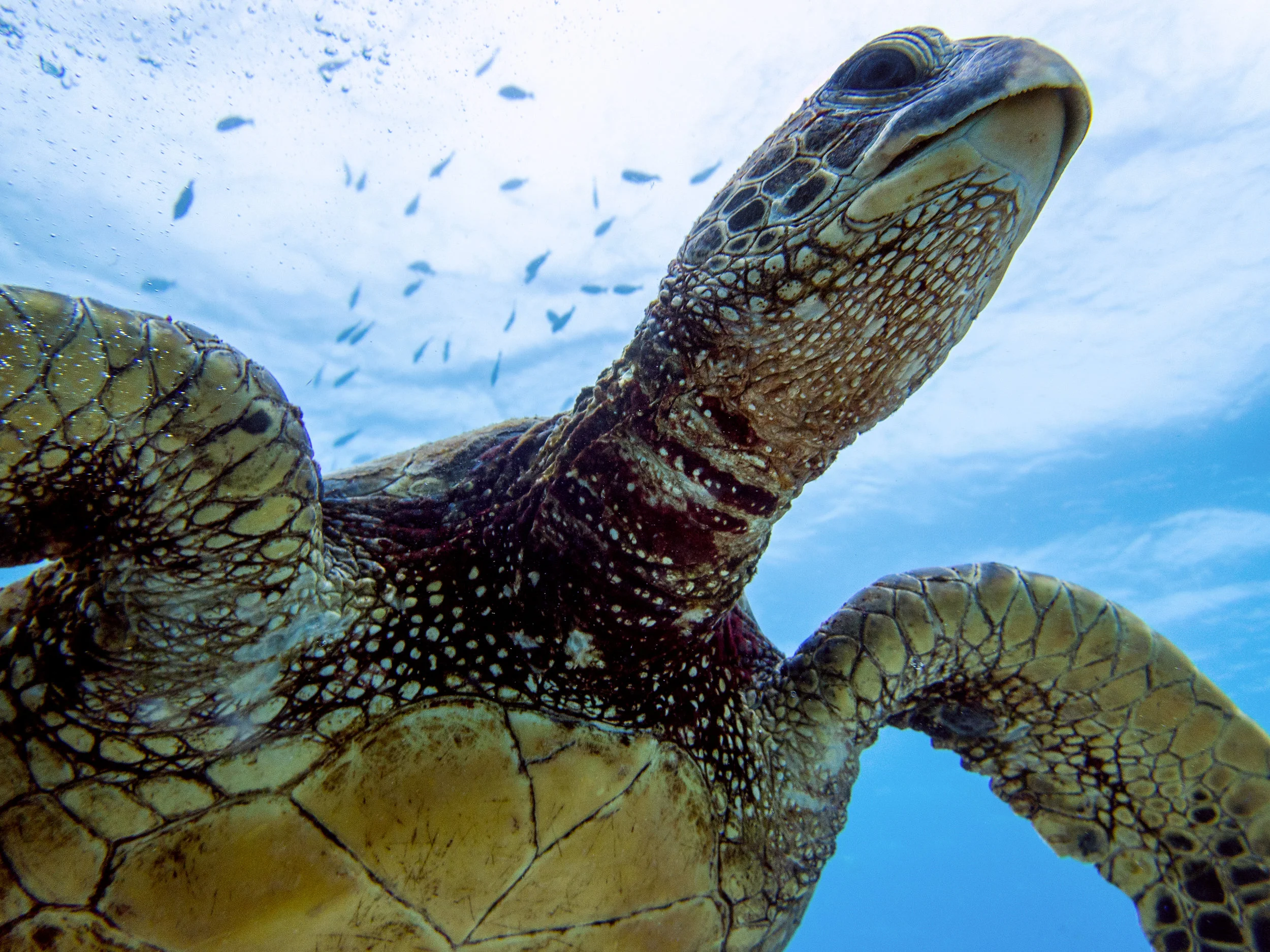 turt5.jpg
