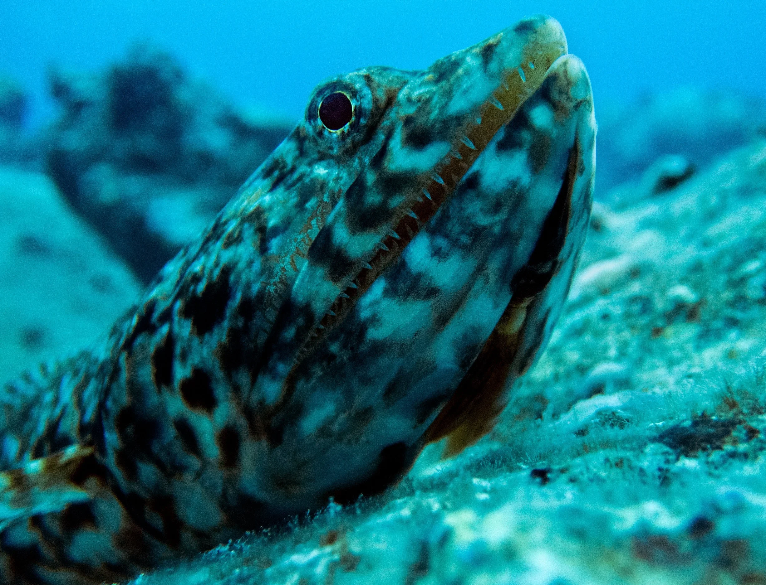 lizardfish2.jpg