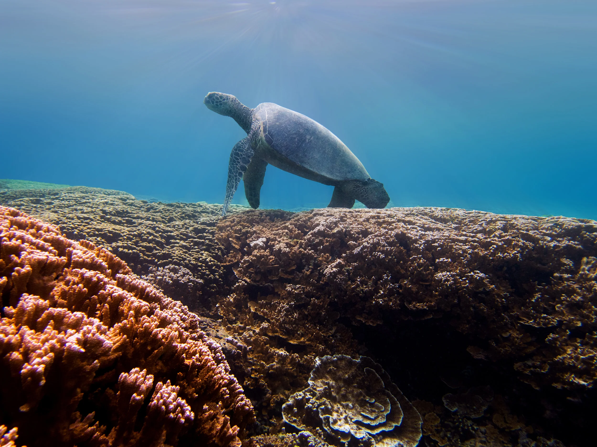 turtle_reef_blur.jpg