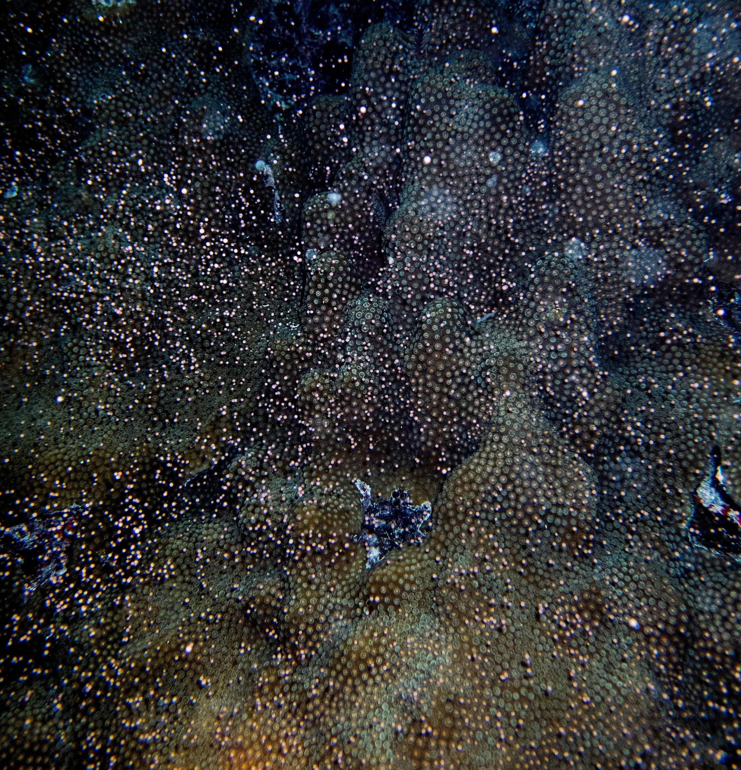 A large O. faveolata releasing bundles of eggs and sperm into the water.