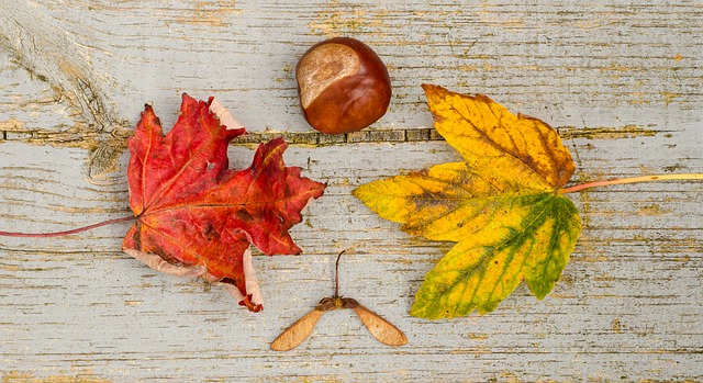 fall-970336_640.jpg