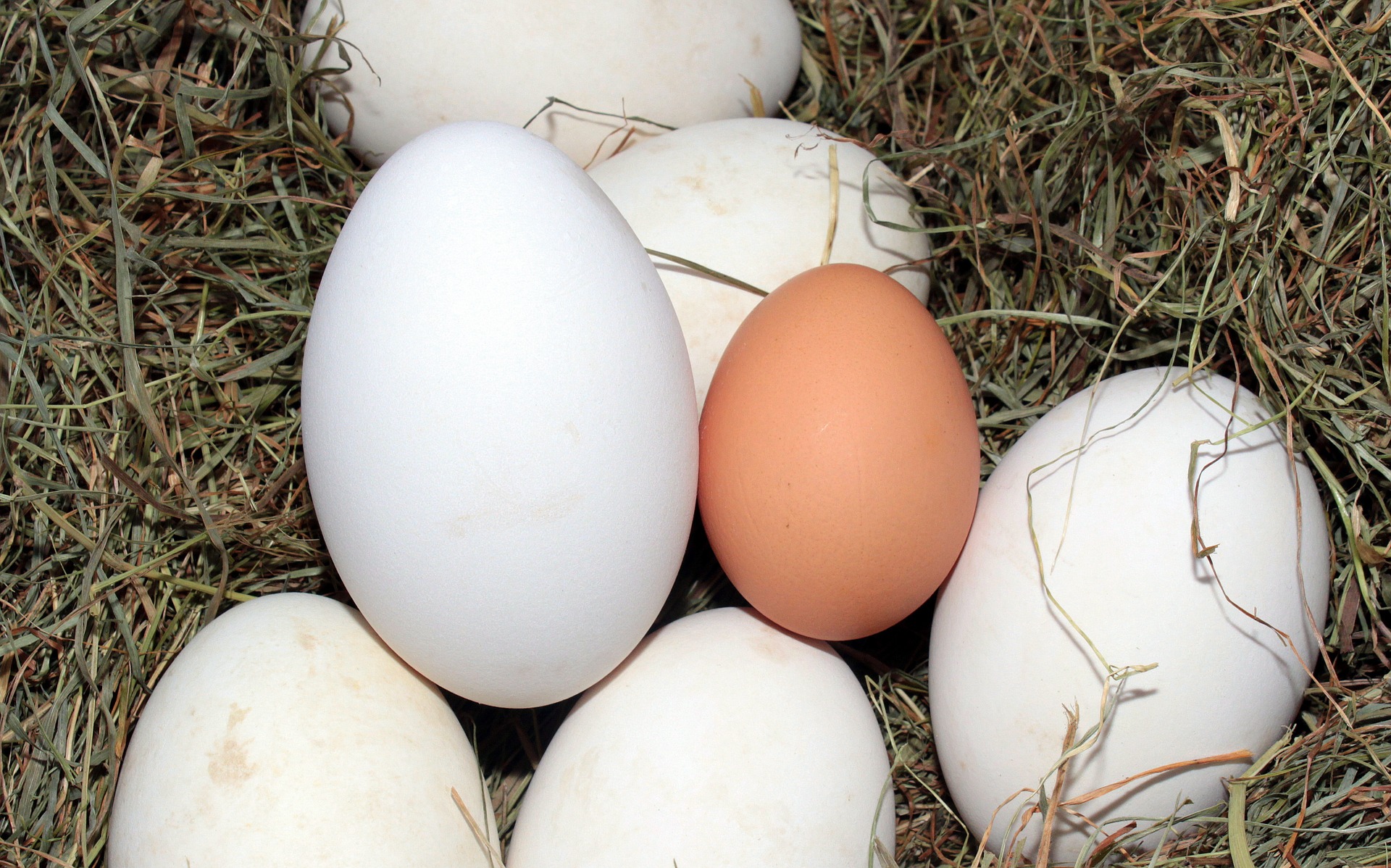 egg-1268339_1920.jpg