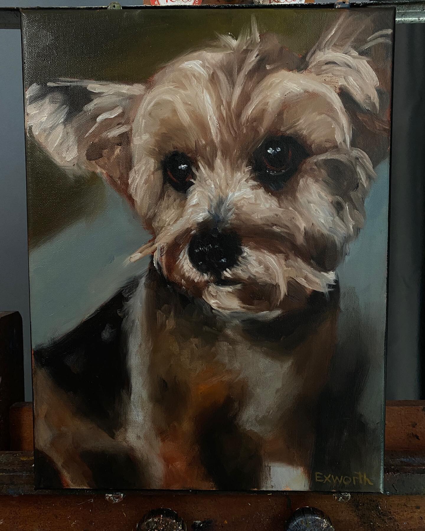 This past weekend I surprised our friends with a little house warming girt for their new camp(Northern cottage). A portrait of this cute little guy, Artie.  #dogsofinstagram #oiloncanvas #oilpaintings #petportrait
