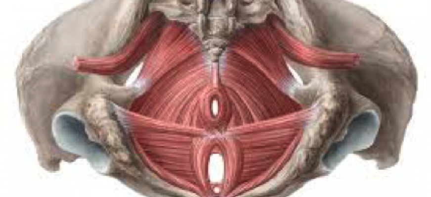 Pelvic-Floor-Muscles-n9ak8z56ktqr19ptla06xfk9jm482wh9ymq2l0gcyo.png