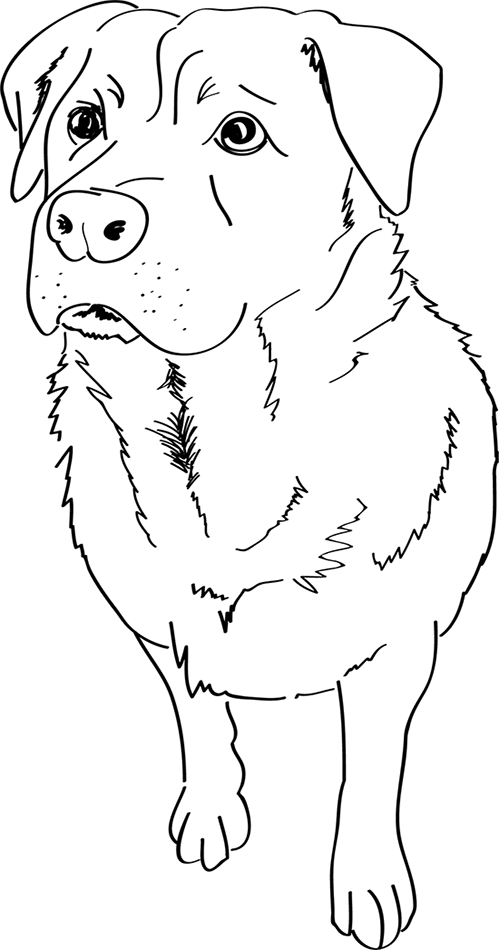 Maize_Illustration.png