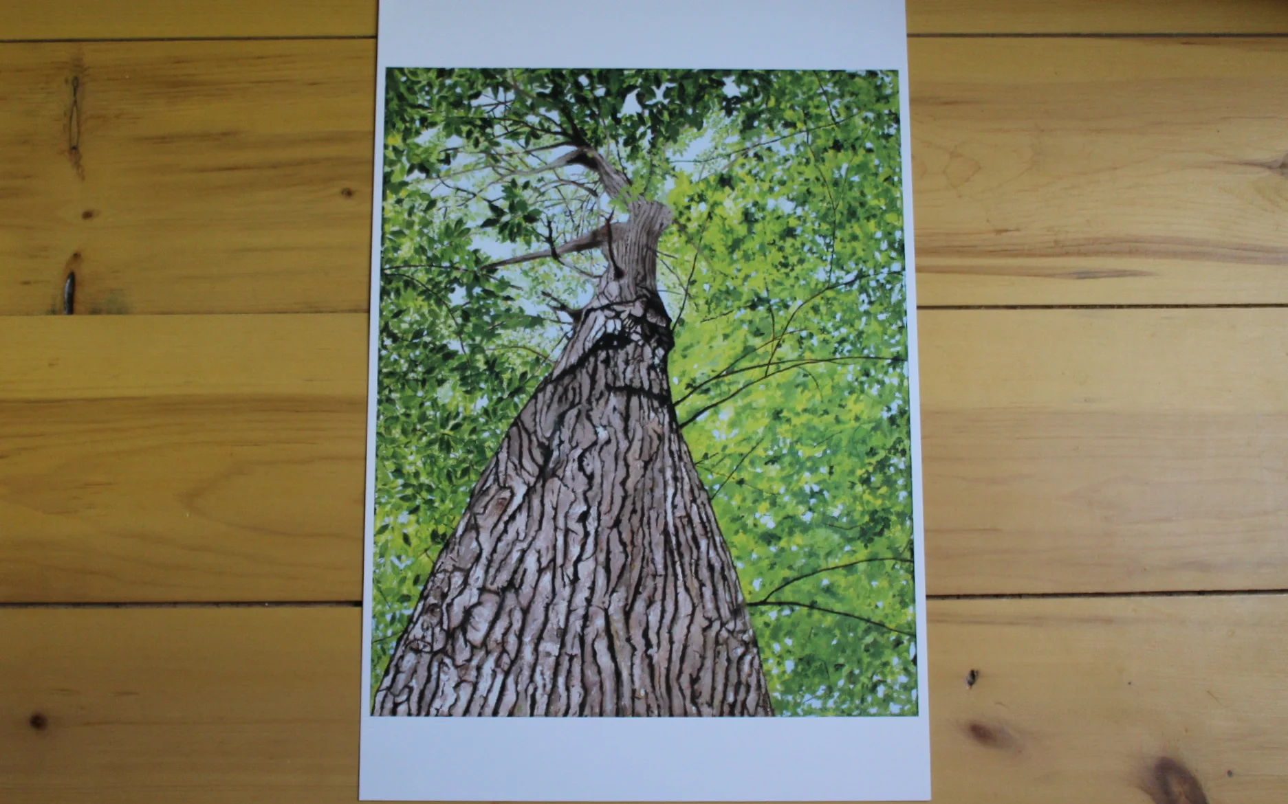 Mountain Ash, Woodville