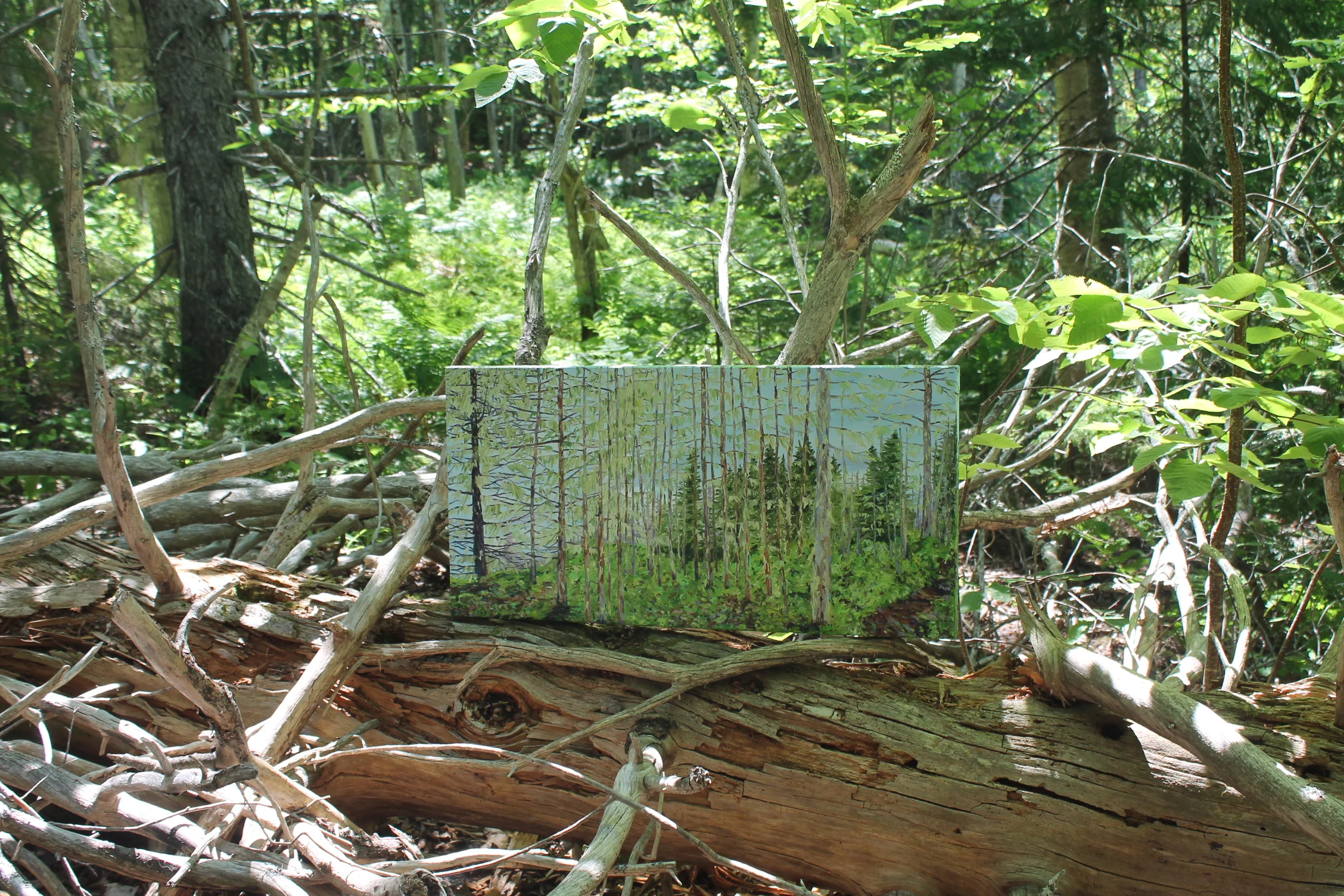 Old Man's Beard, Taylor Head, 2017