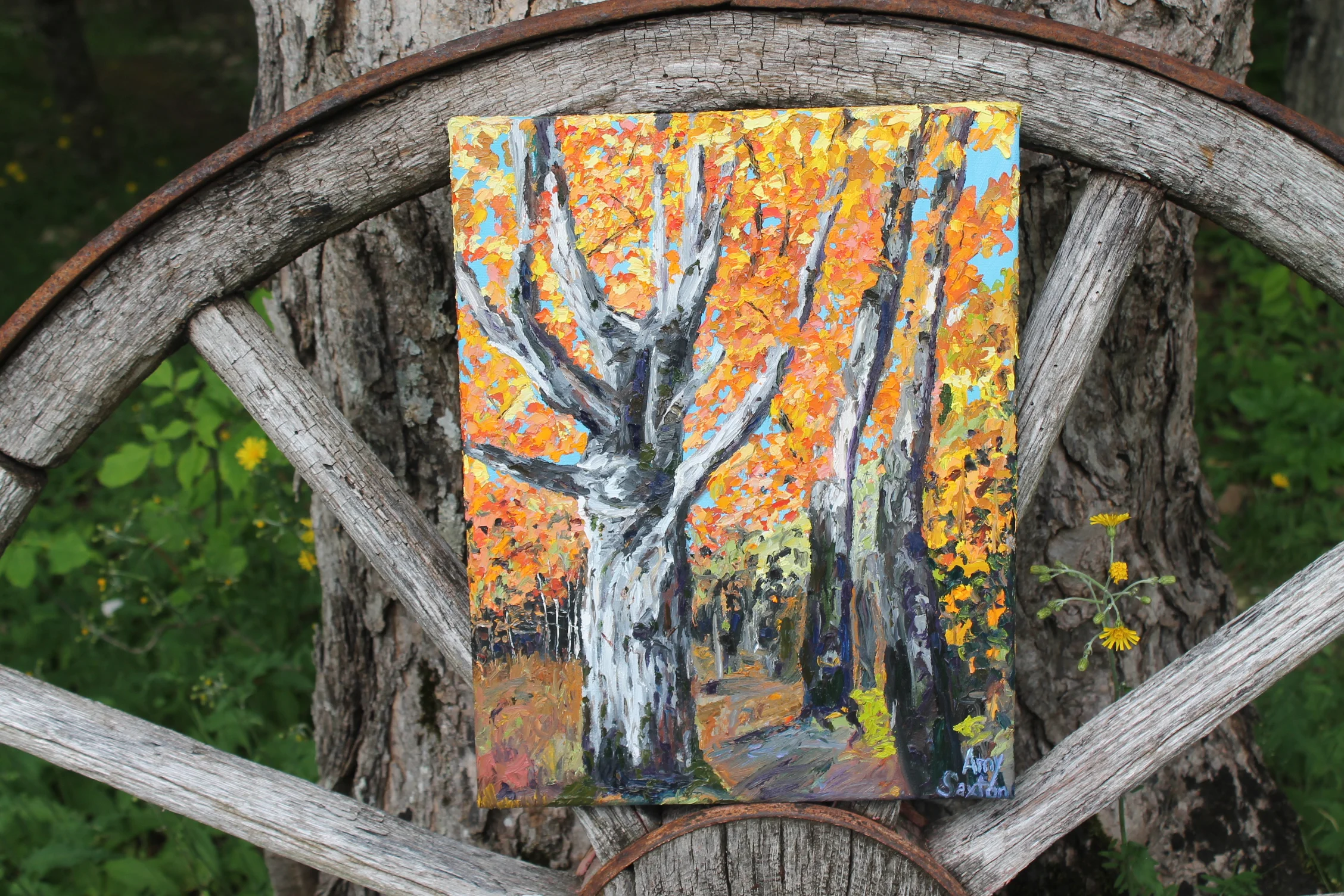 Old Sugar Maples, 2017