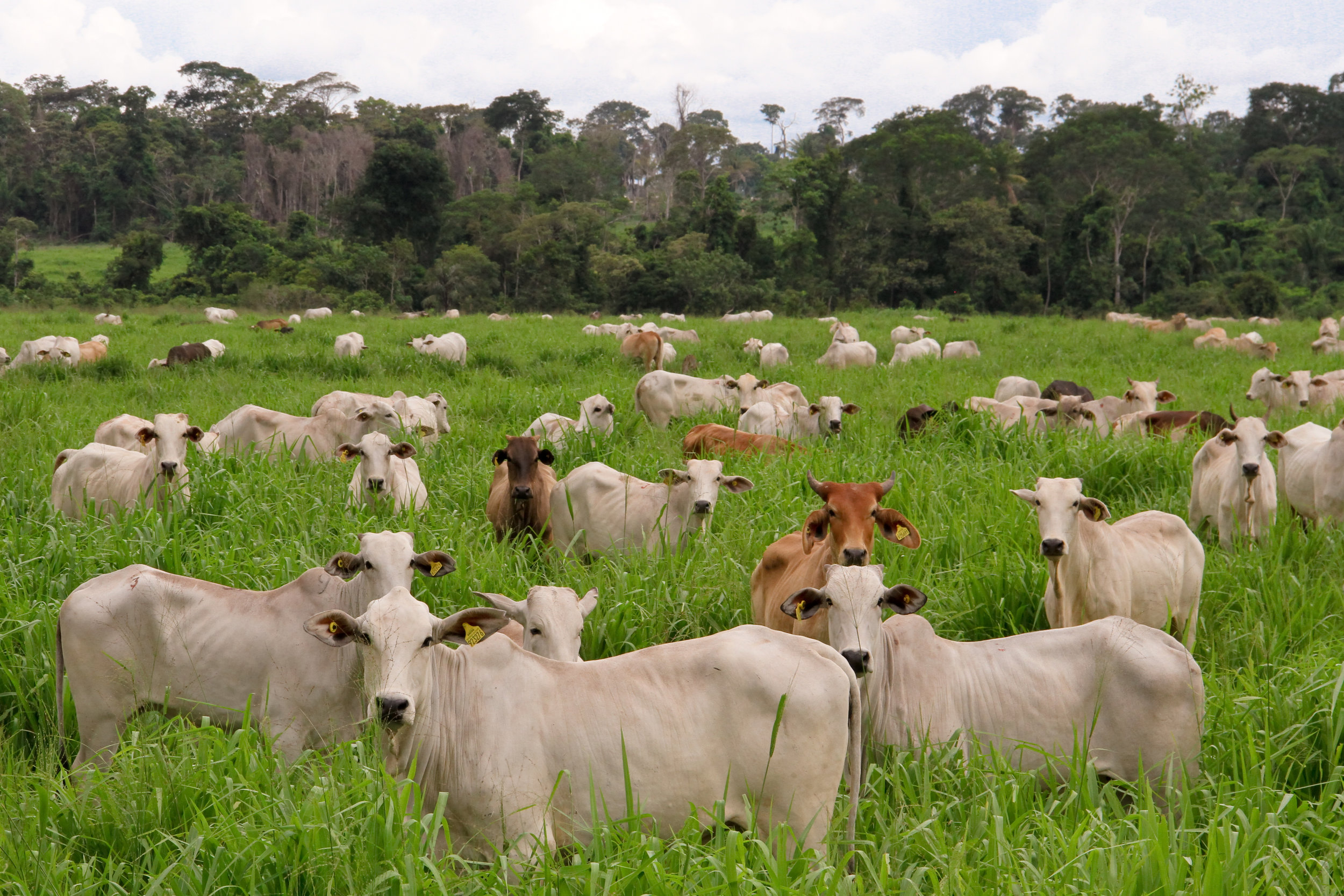Ruta para la ganadería sostenible — Agricultura Sostenible