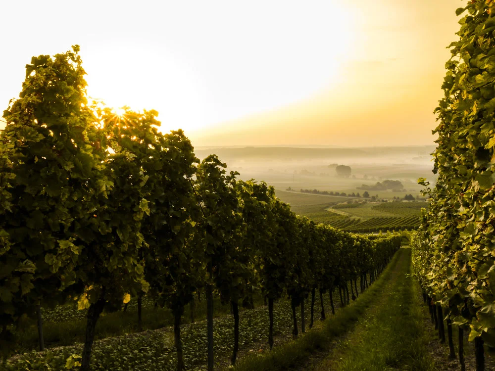 SAN_vineyard-British Columbia.jpeg