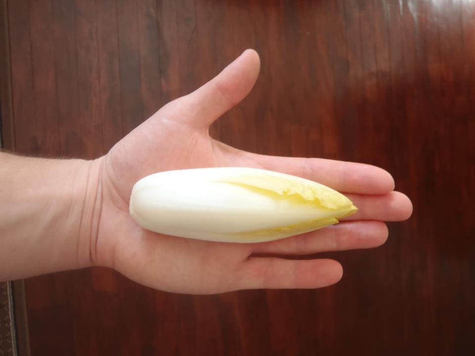 belgian endive 2.jpg