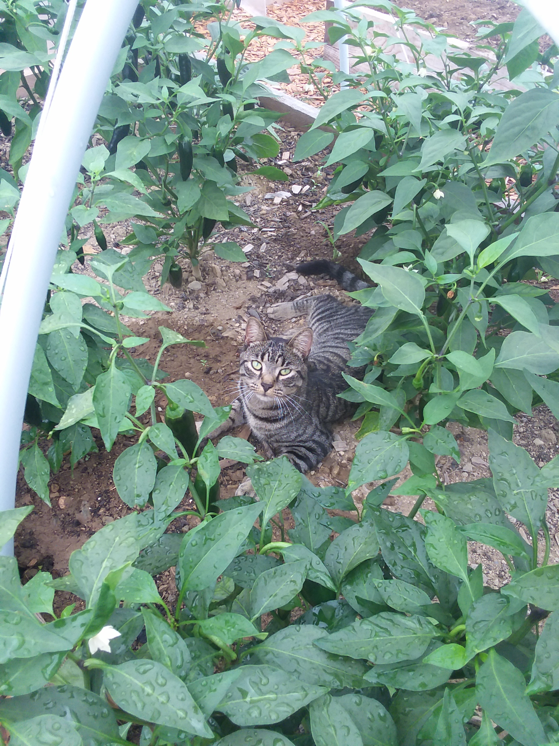 Customers cat Shitshito amongst the Shitshito peppers!