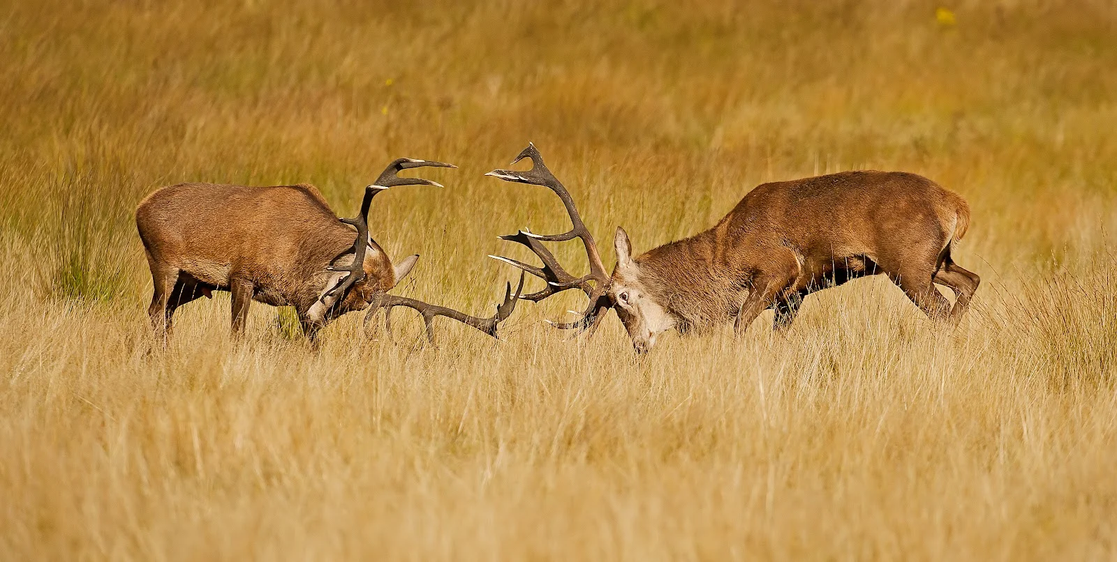 Deer rut in Richmond Park.