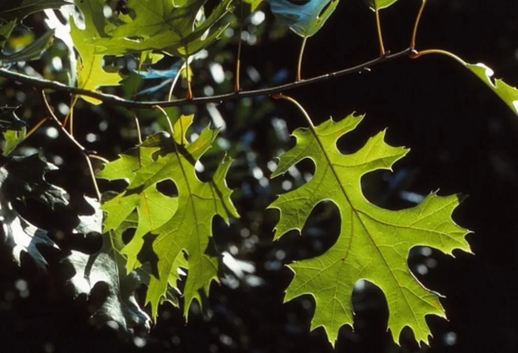 Black Oak Simple Leaves.jpg