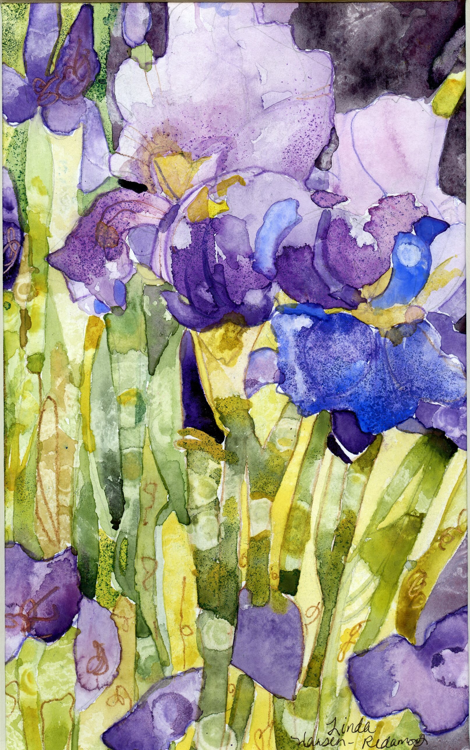 "Bearded Irises"