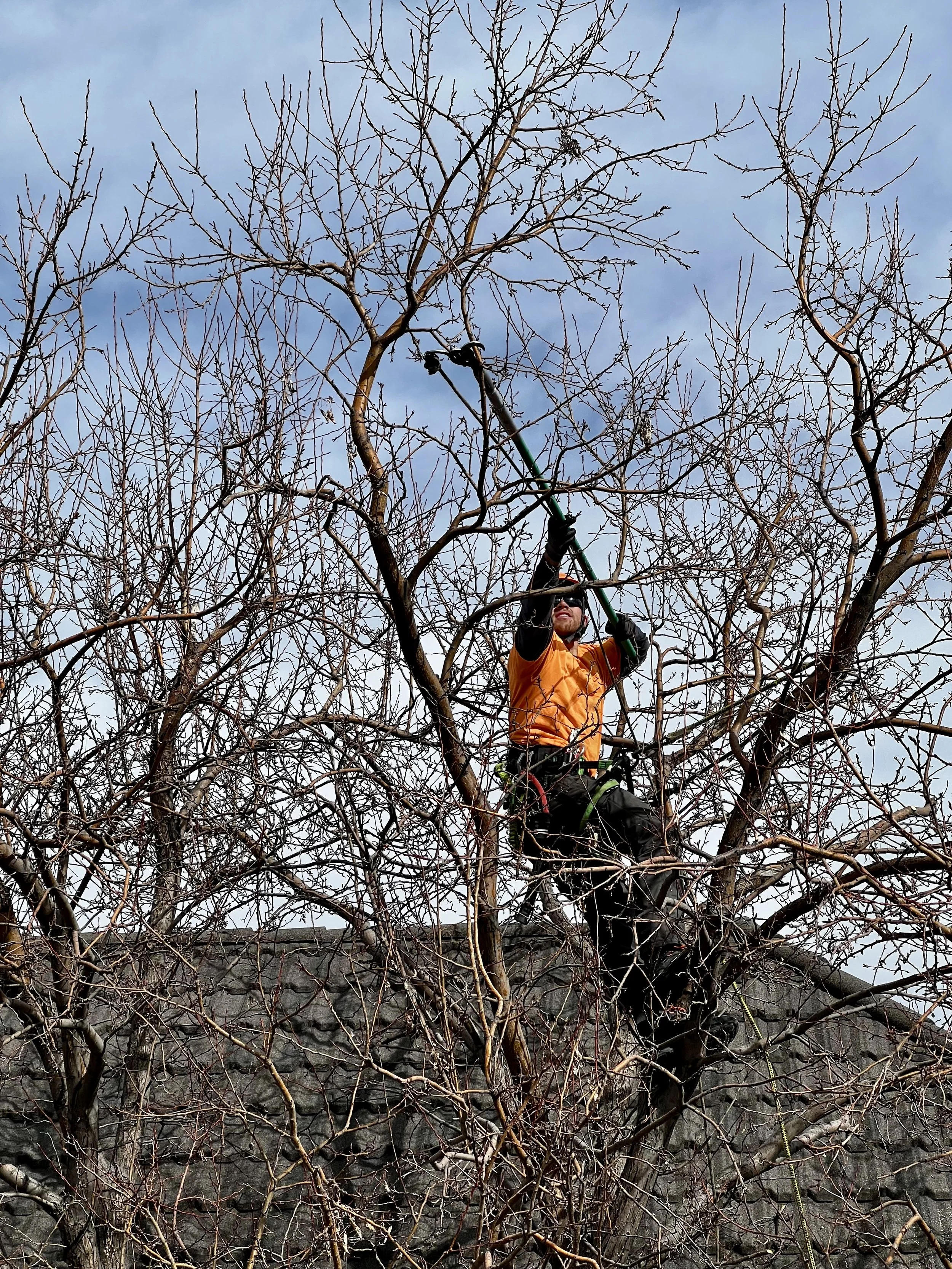 Pruning the top of a tree with pole saw
