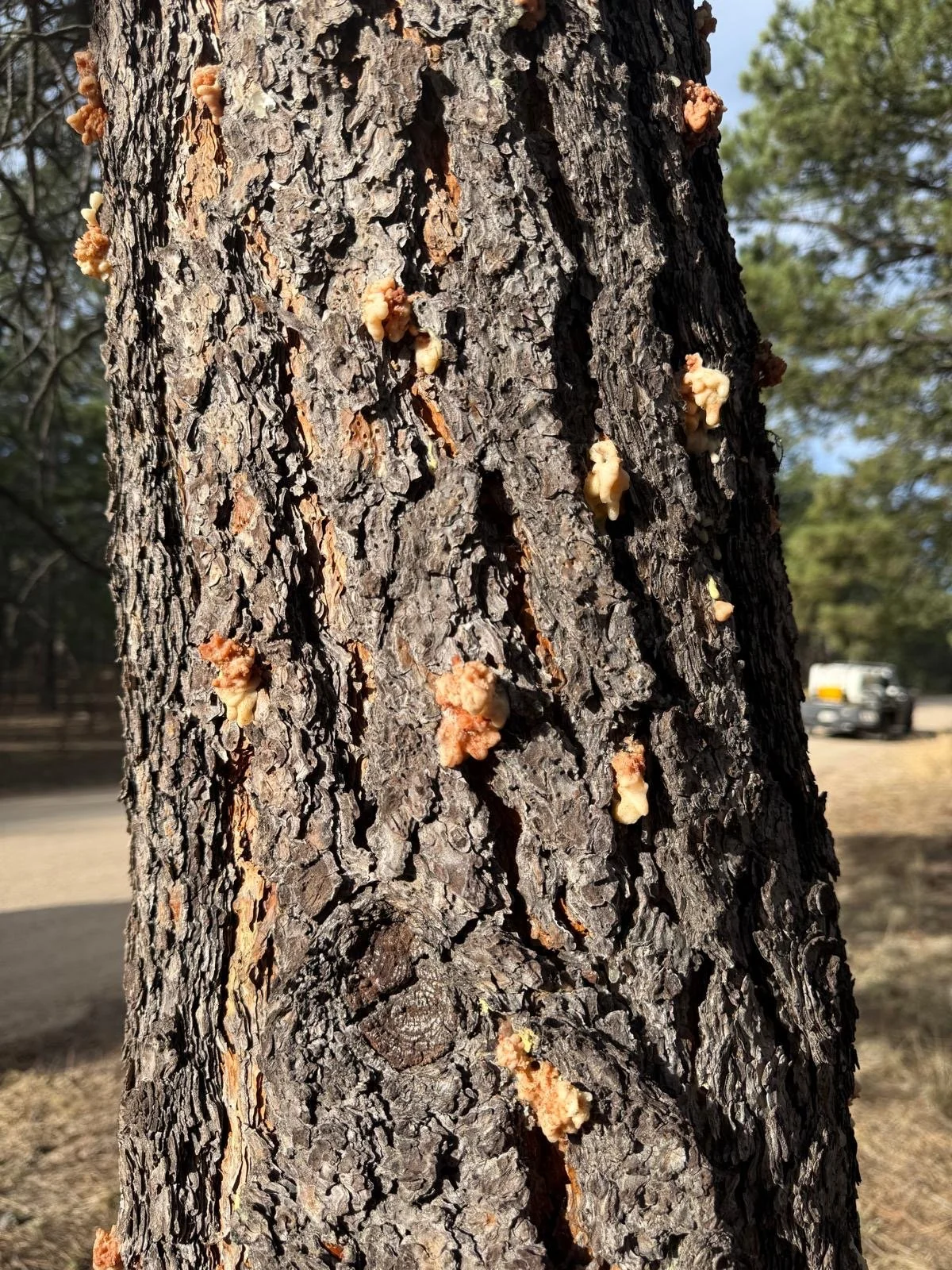 Beetle Hits on a Pine Tree