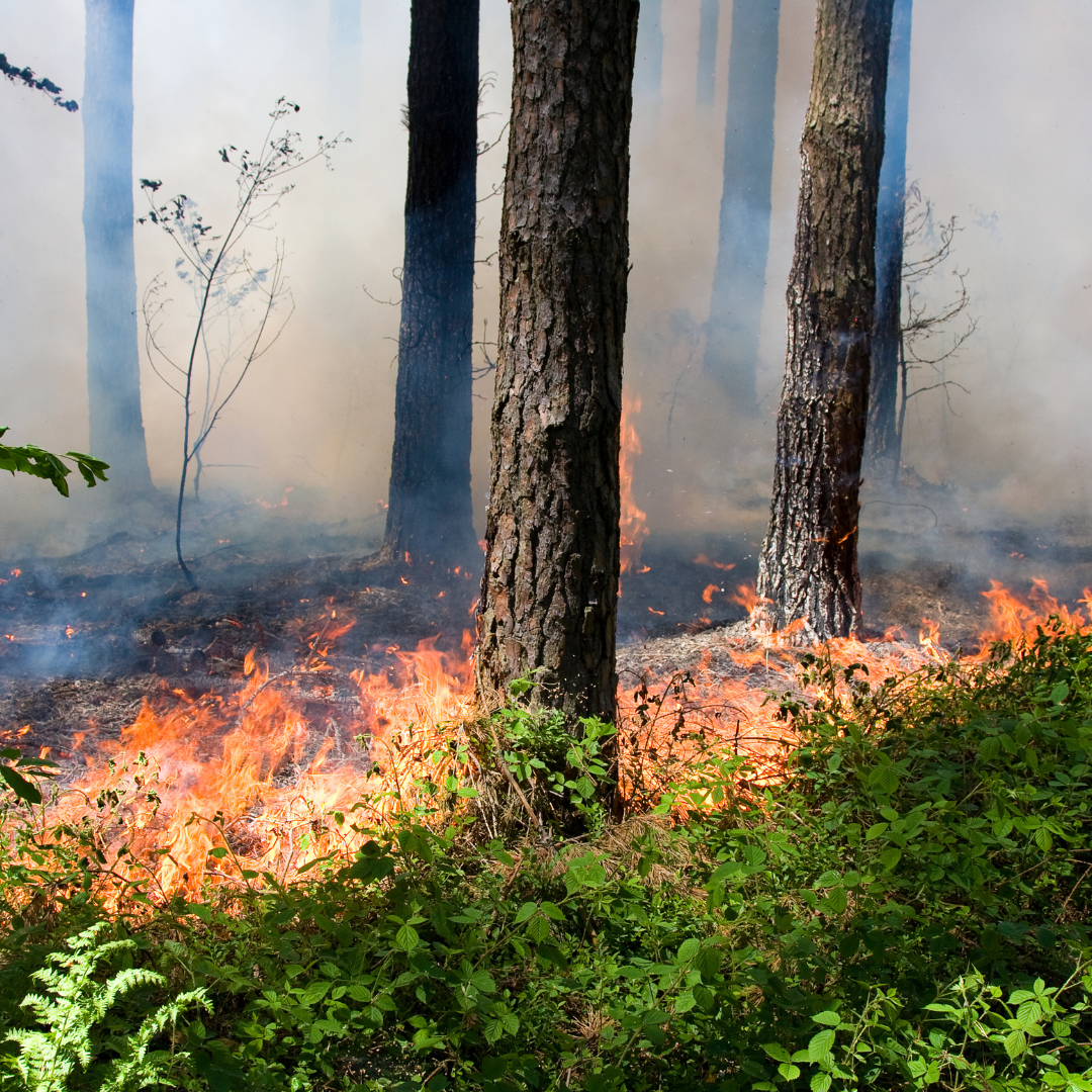 Protect Your Property with Fire Mitigation in Colorado