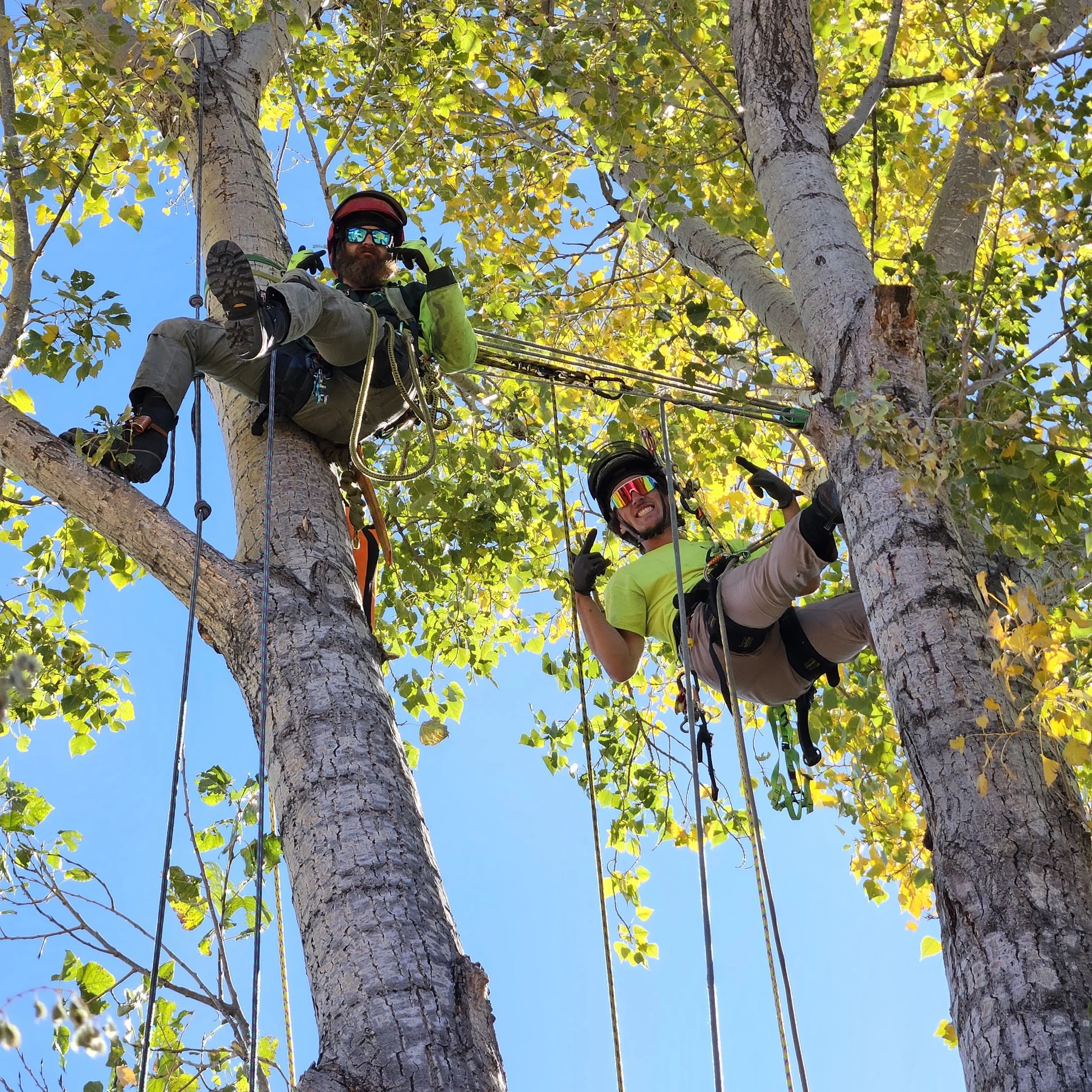 Tall Timbers Tree & Shrub Service gallery 2