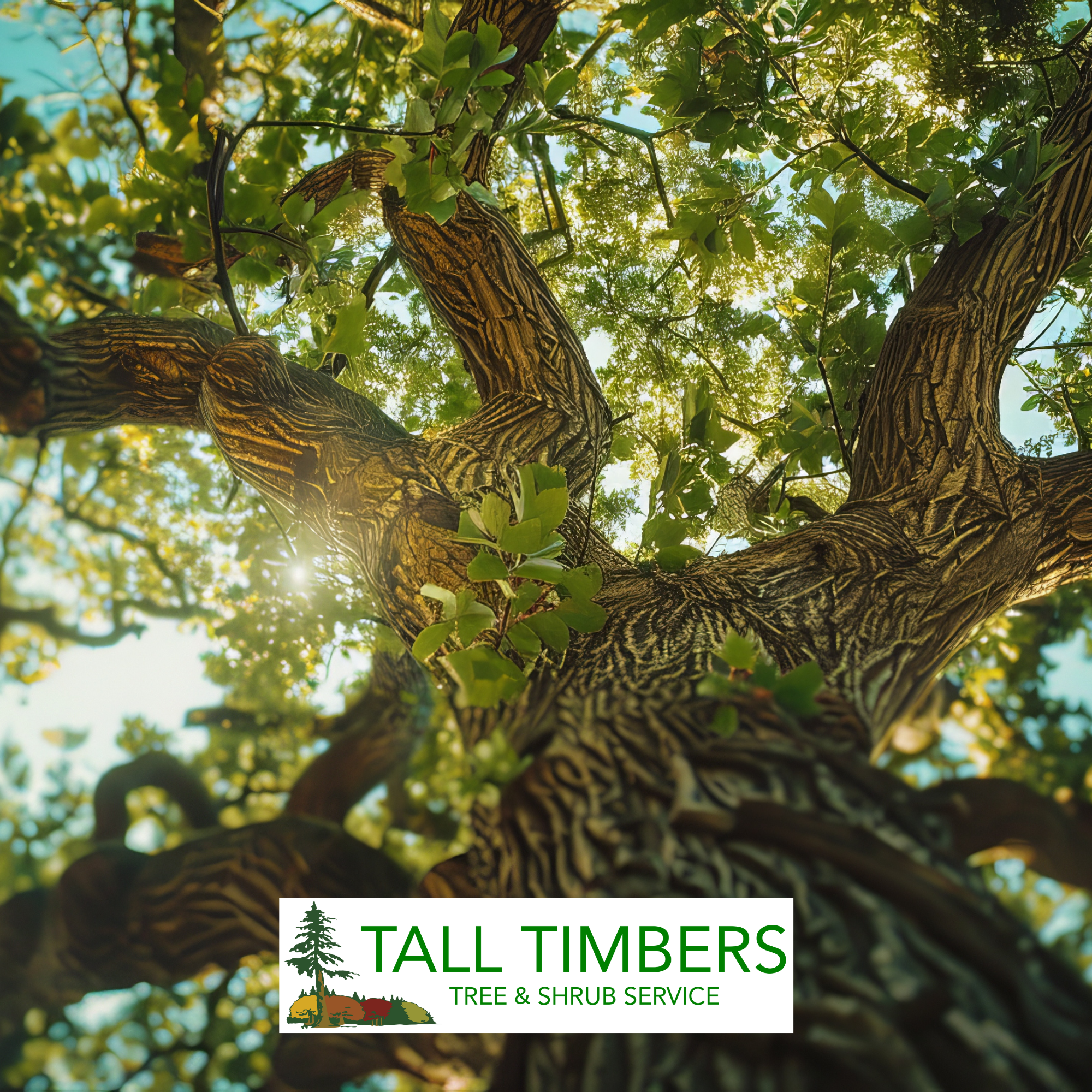 2025: Celebrating 25 Years of Growth, Community, and High-Quality Tree Care