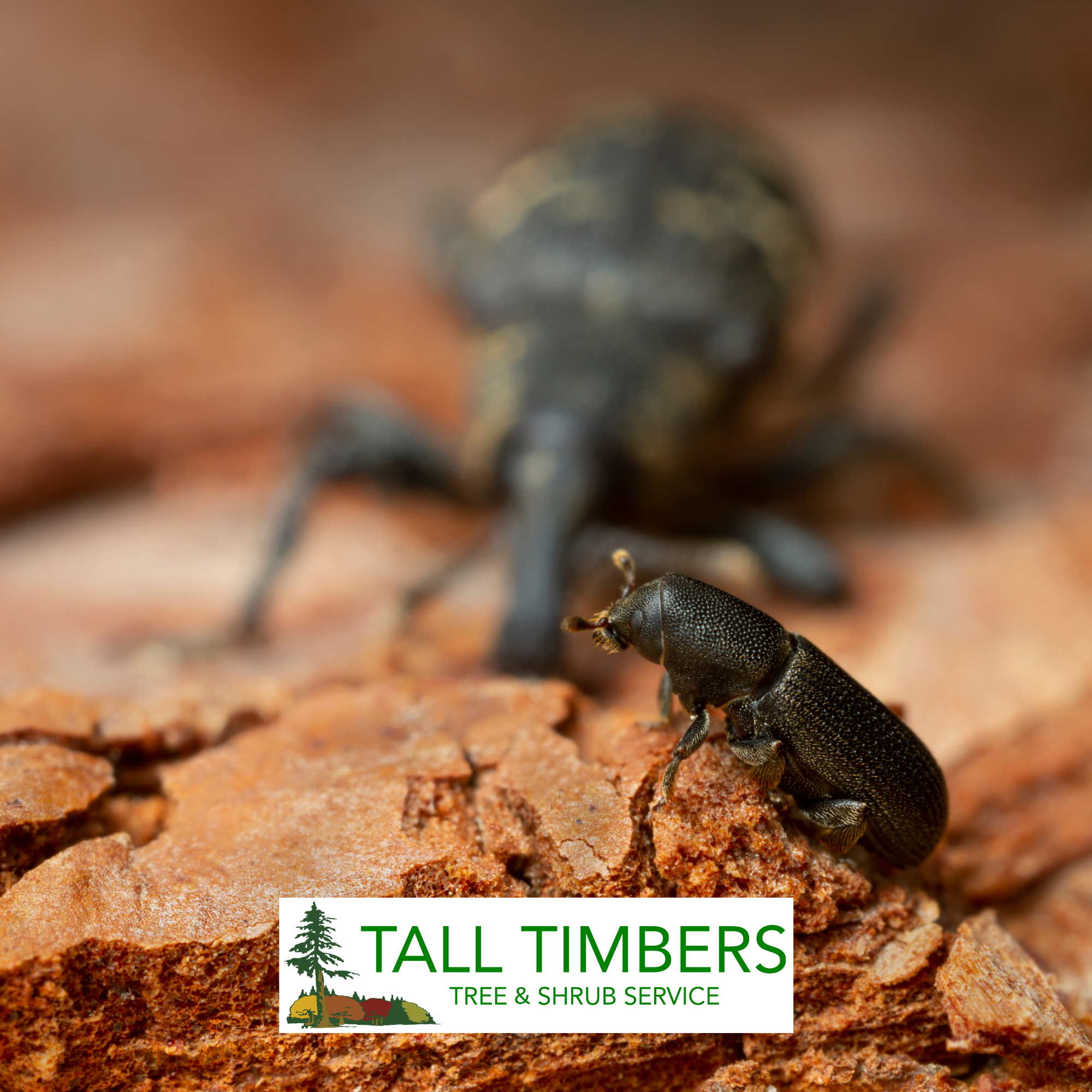 Warmer Winter Temps Bring Higher Pine Beetle Risks