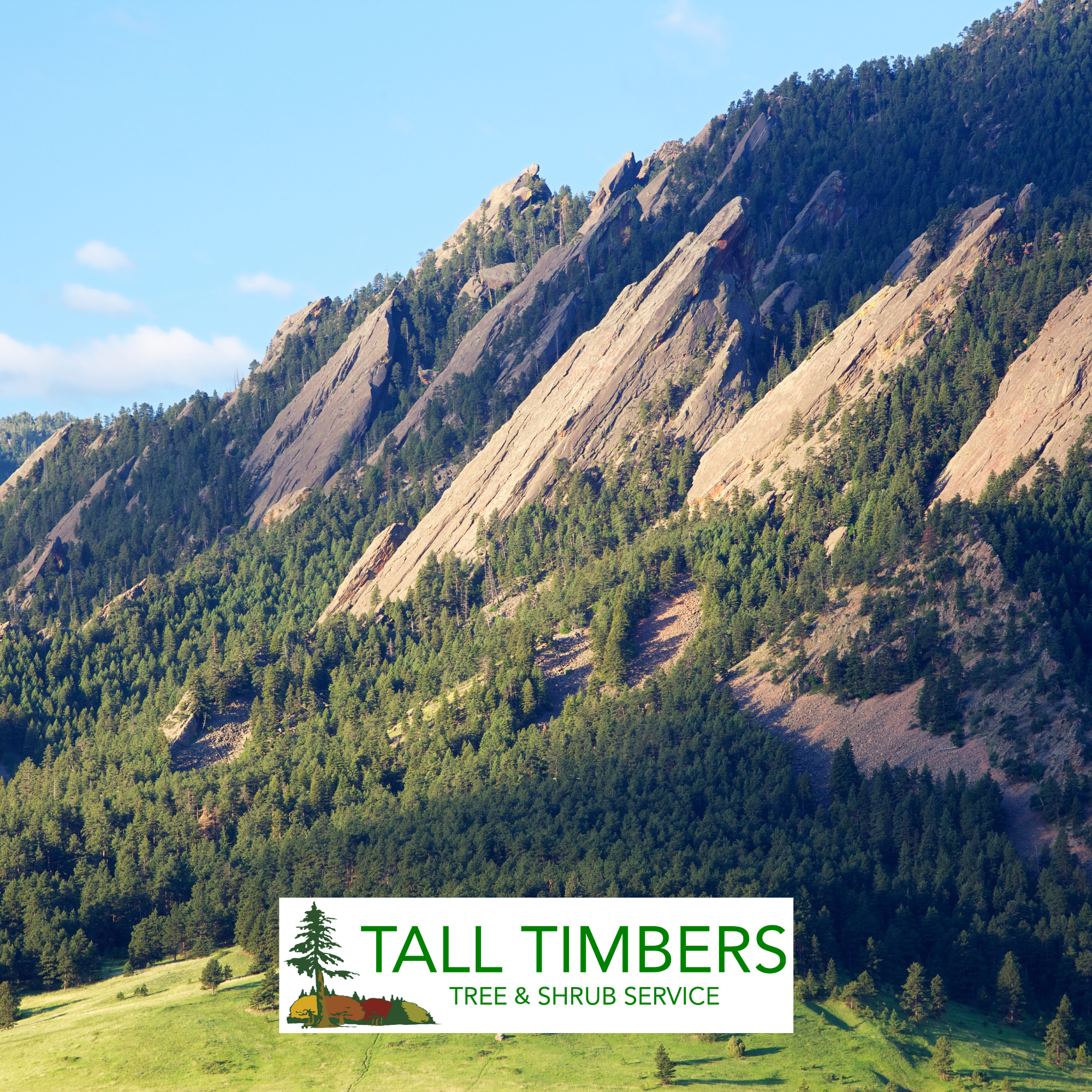 What Is Plant Health Care and Why Does It Matter for Your Trees and Shrubs?