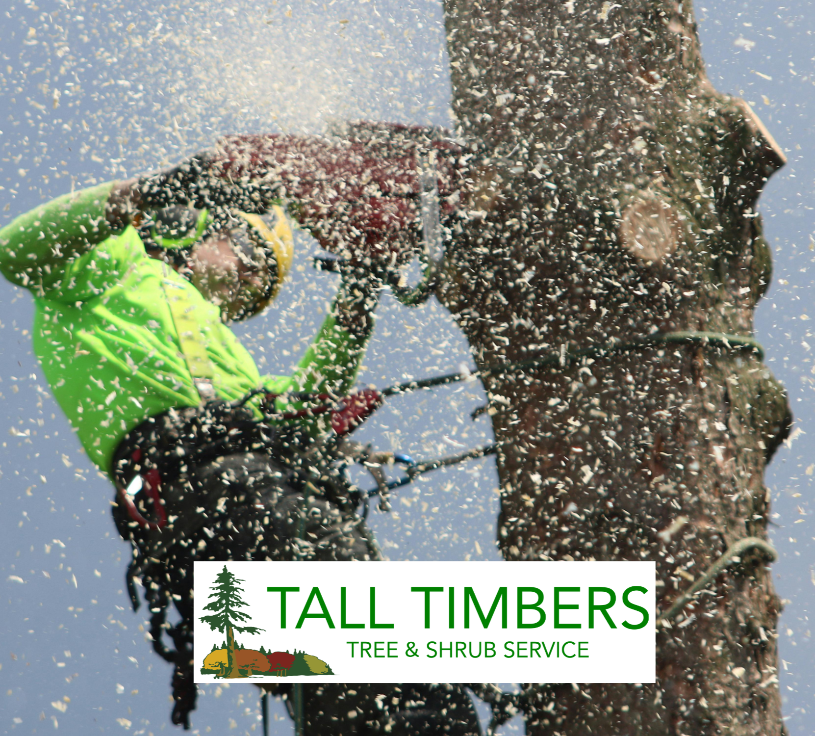 Proactive vs Reactive Tree Care Why It Matters for Your Landscape